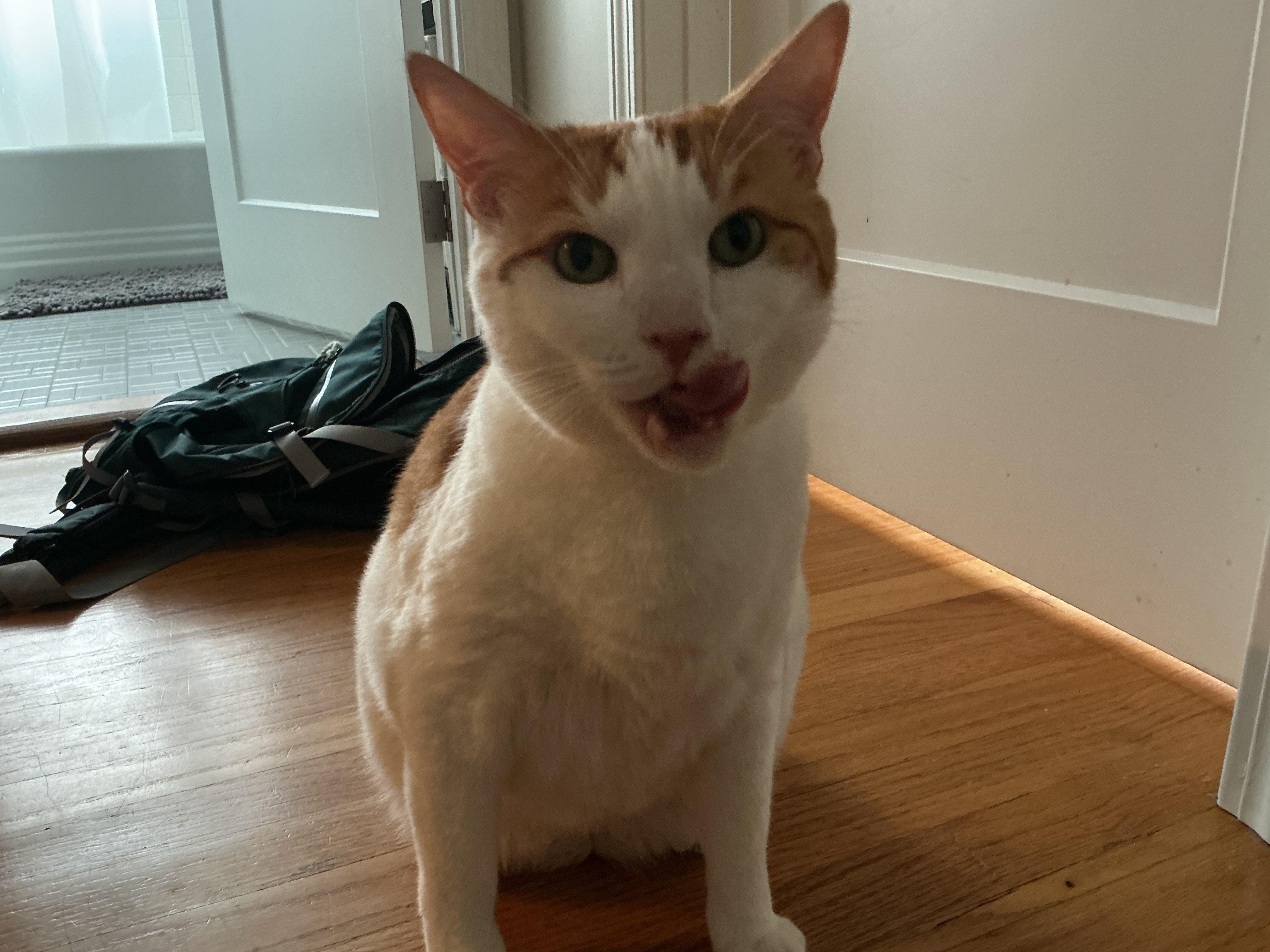 Enlarge Westley, a Adoptable Domestic Short Hair in Cambridge, MA image 2/4