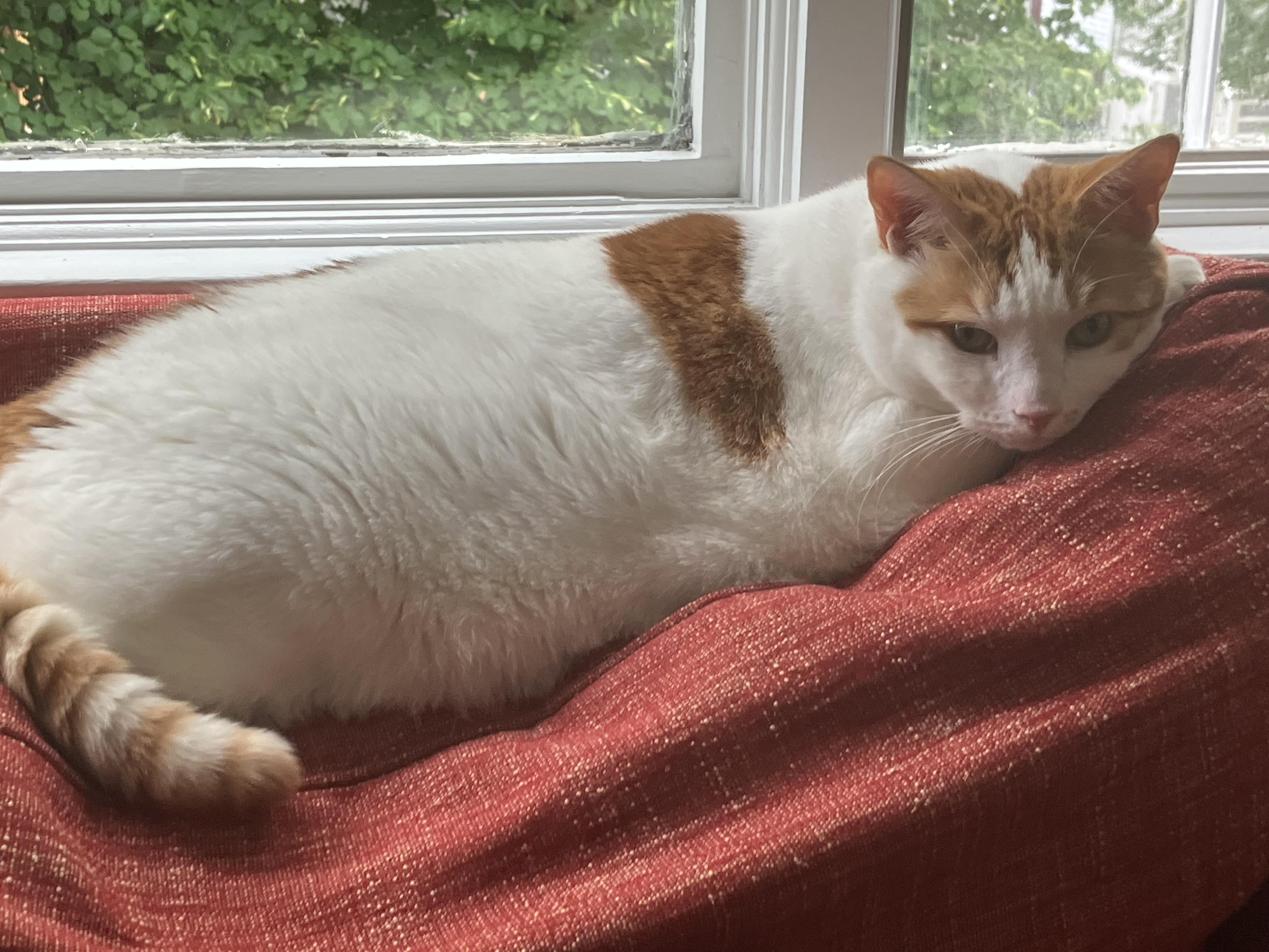 Enlarge Westley, a Adoptable Domestic Short Hair in Cambridge, MA image 3/4
