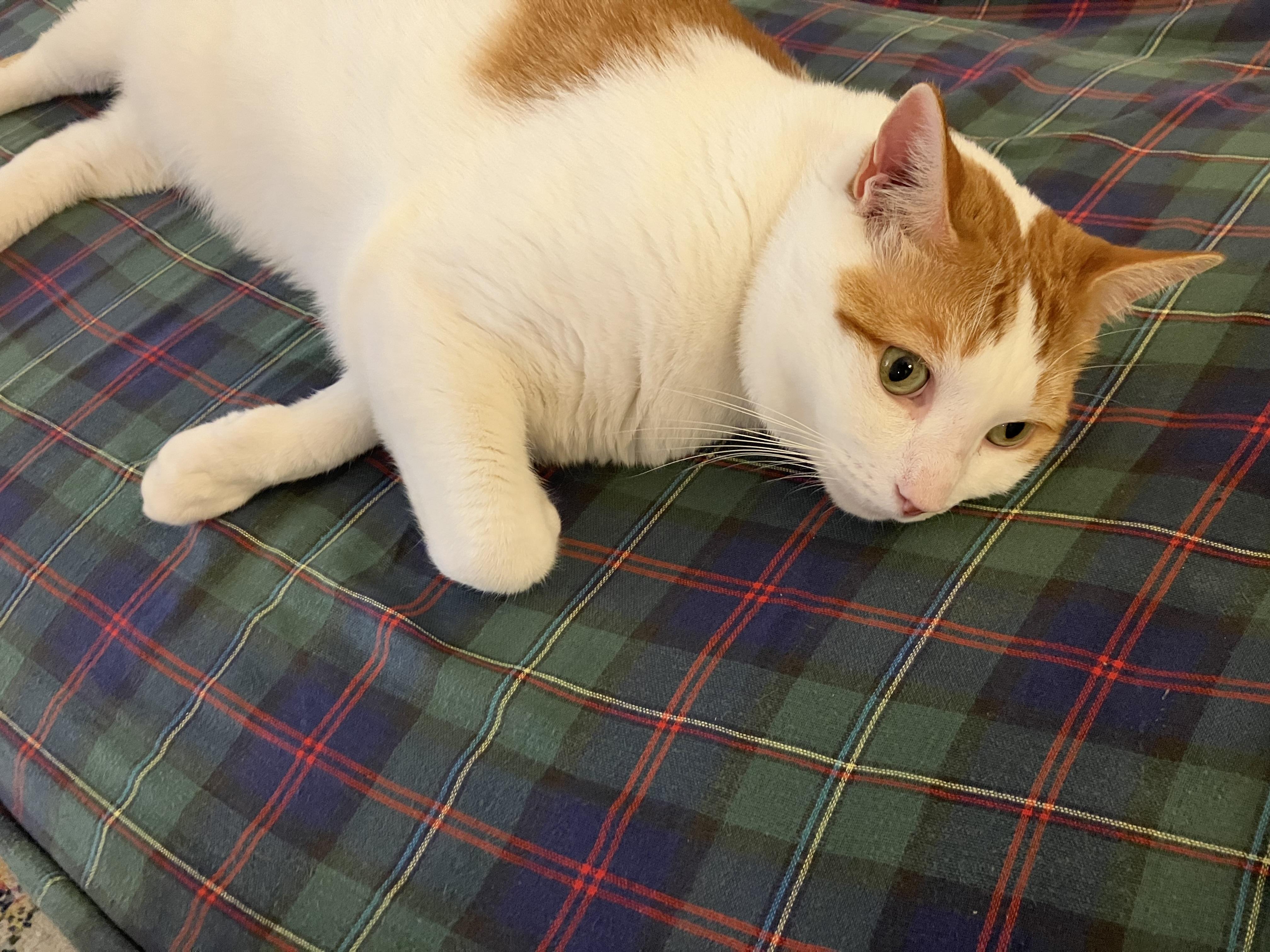 Enlarge Westley, a Adoptable Domestic Short Hair in Cambridge, MA image 4/4