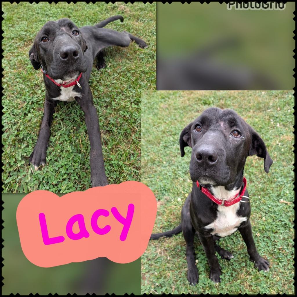 Lacy, Adoptable, Young Female Labrador Retriever & Mixed Breed.