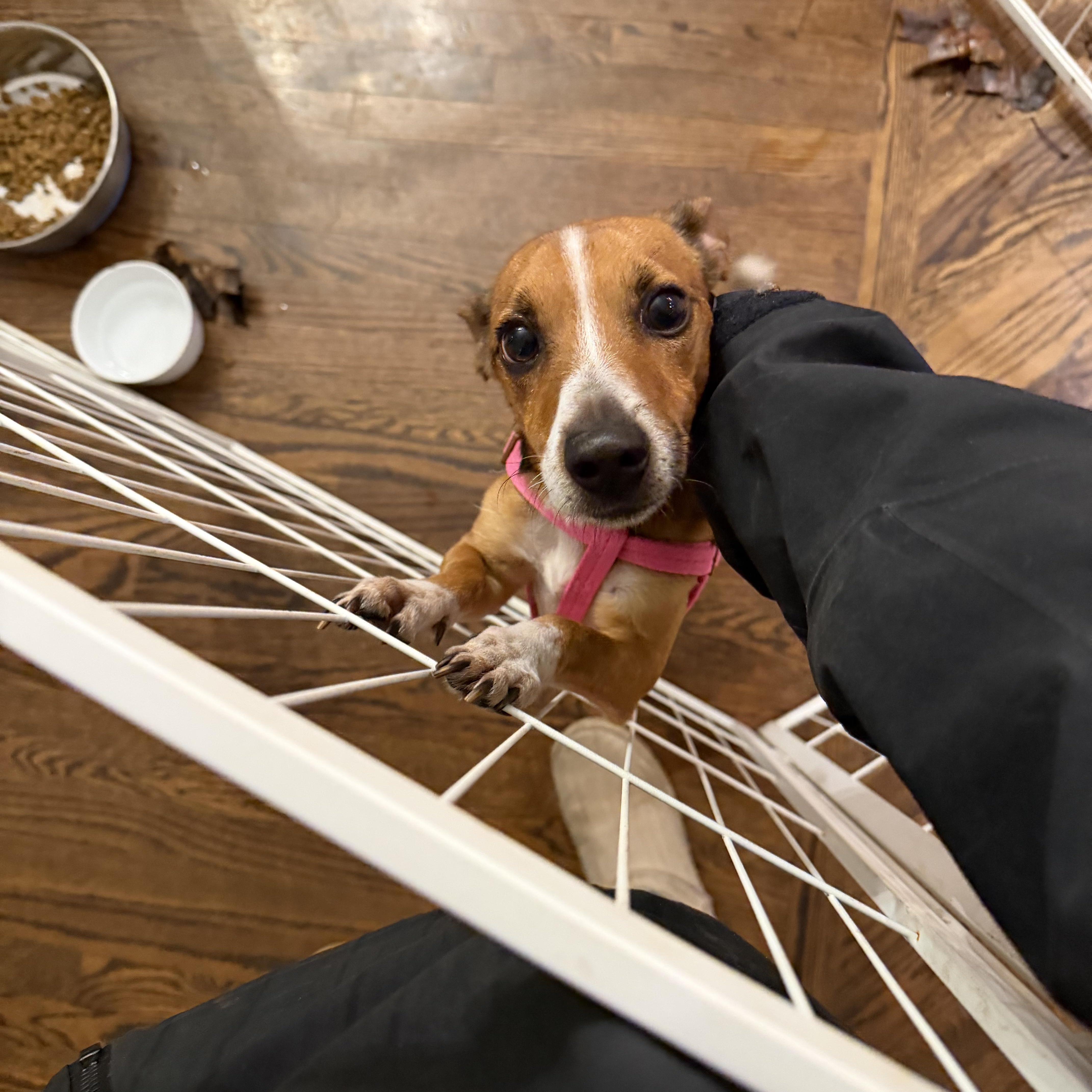 Enlarge Paco, an adopted mixed breed in Ridgefield, CT image 4/6