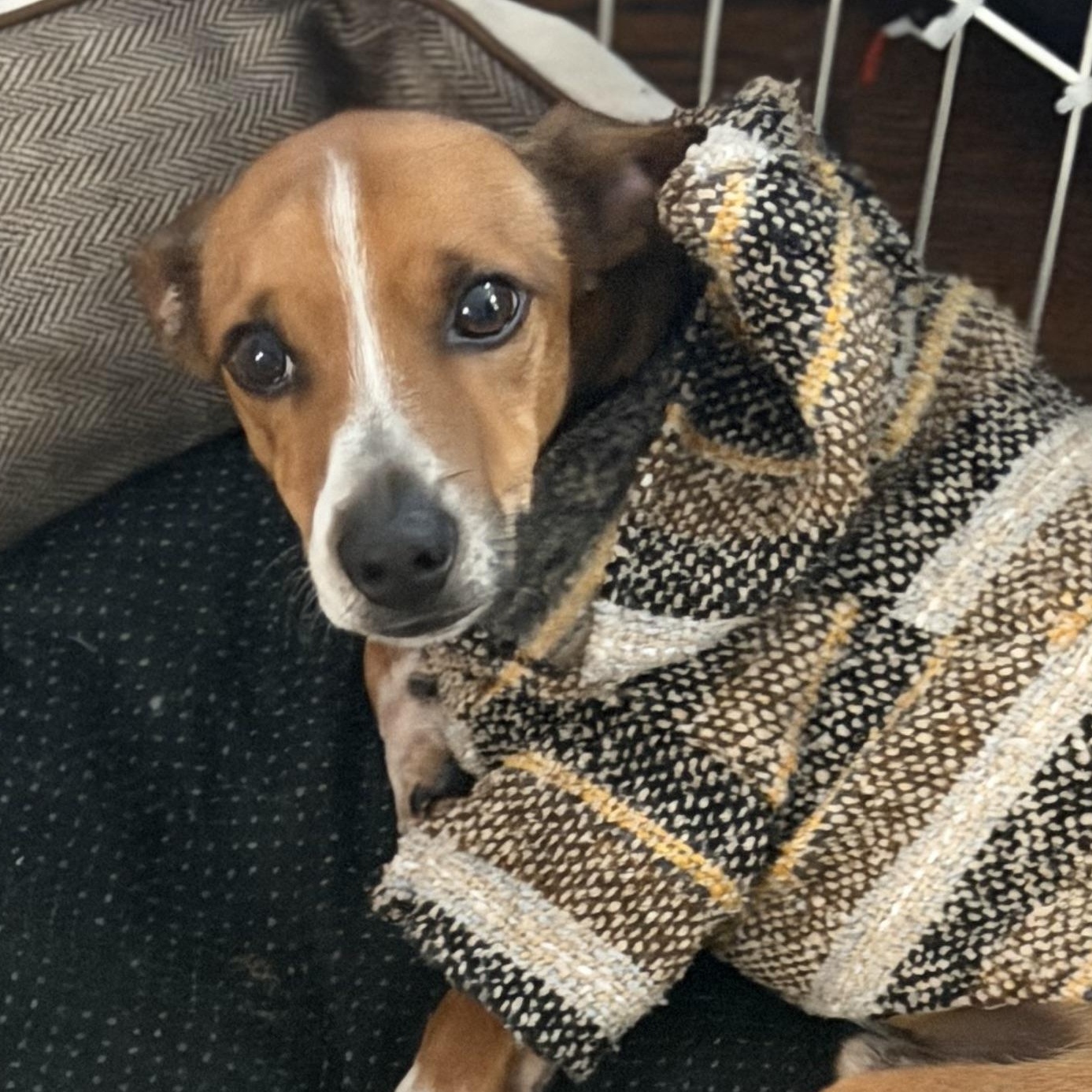 Paco, adopted, Young Male Chihuahua & Dachshund.