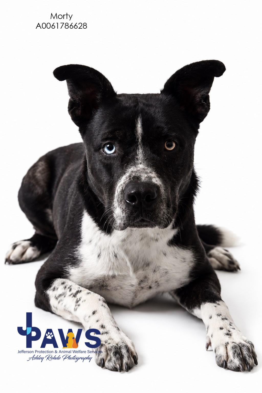Morty, Adoptable, Young Male Mixed Breed.