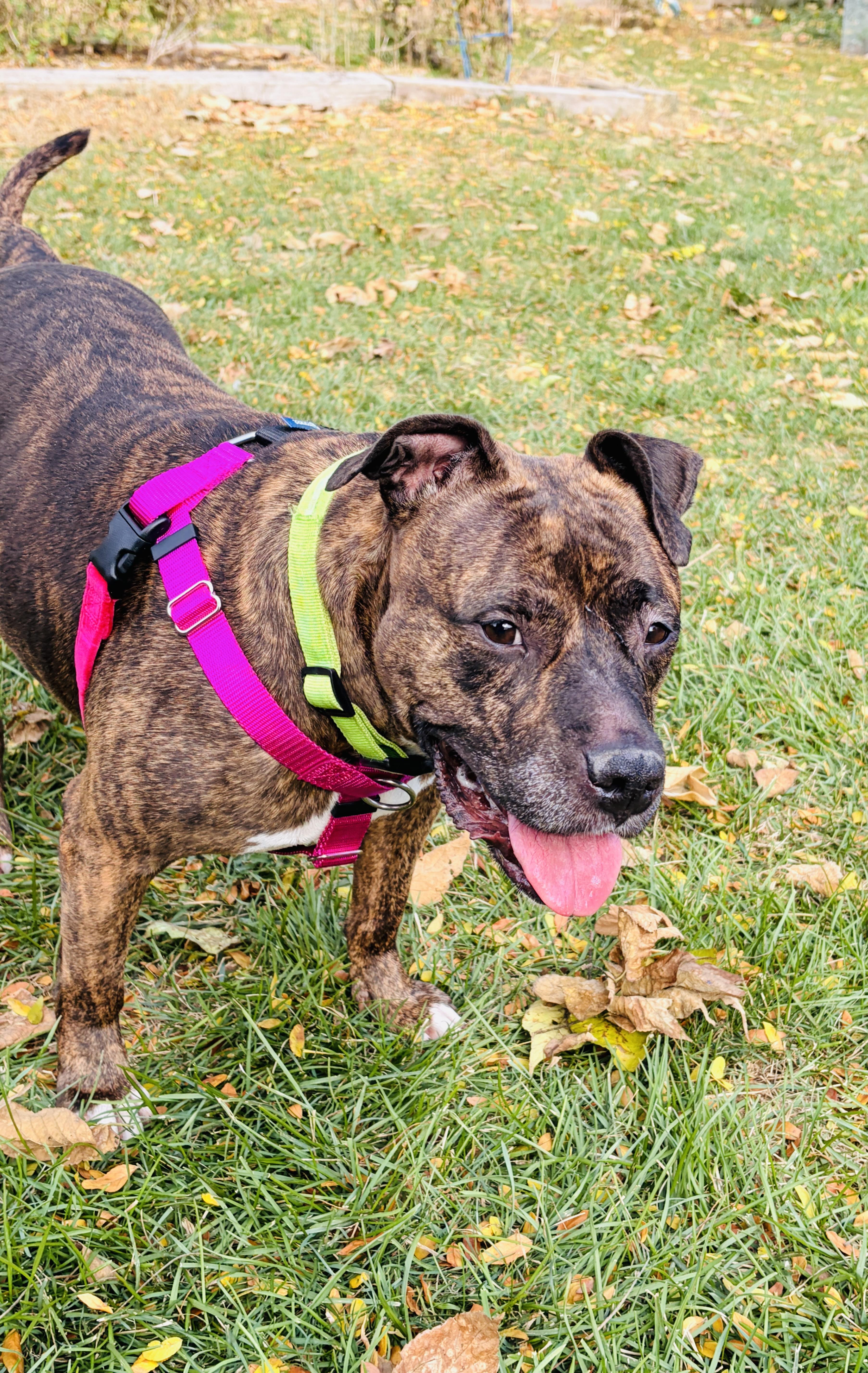 Sashay, a Adopted Pit Bull Terrier in Wheaton, IL image 1/6