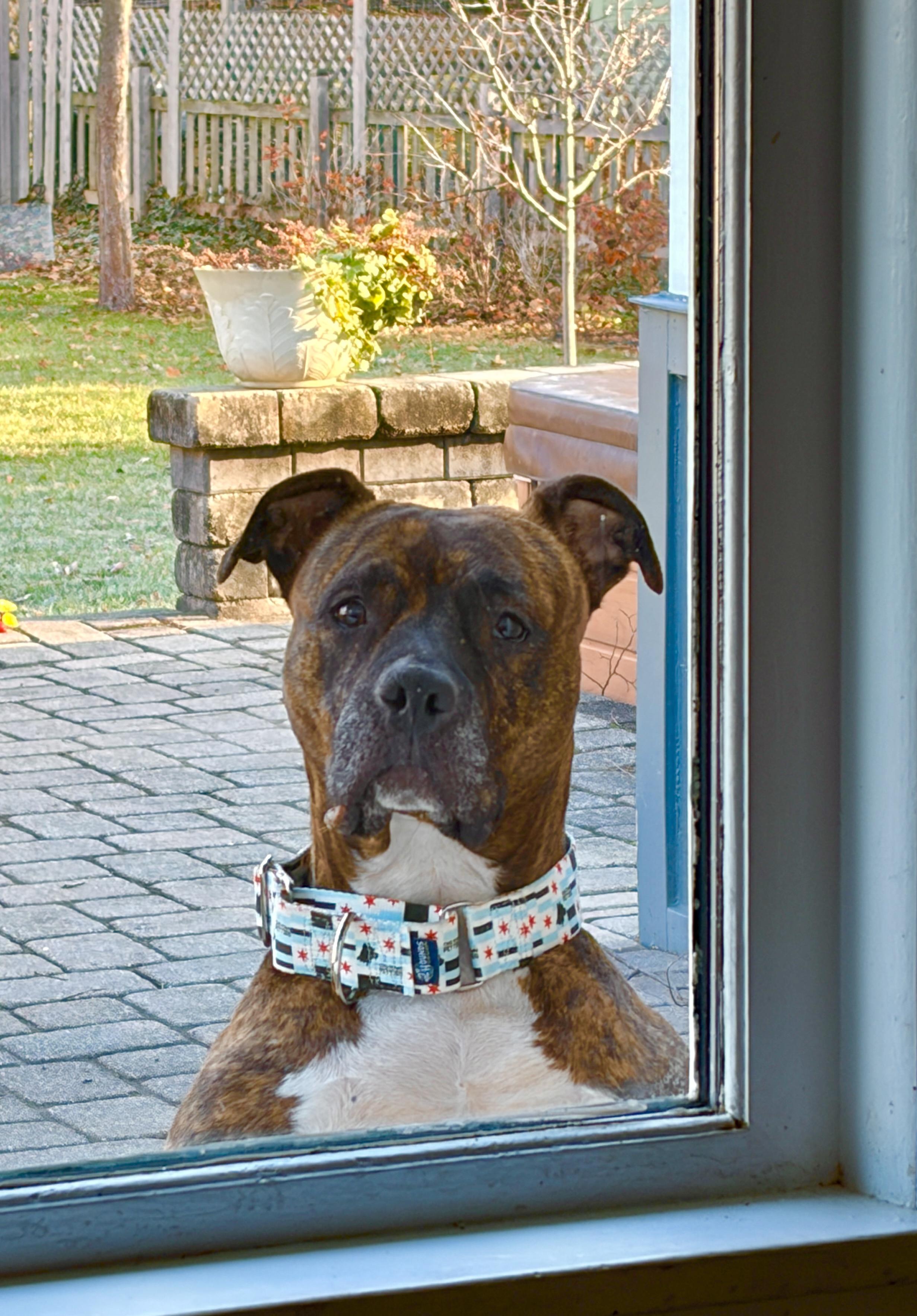 Sashay, a Adopted Pit Bull Terrier in Wheaton, IL image 2/6