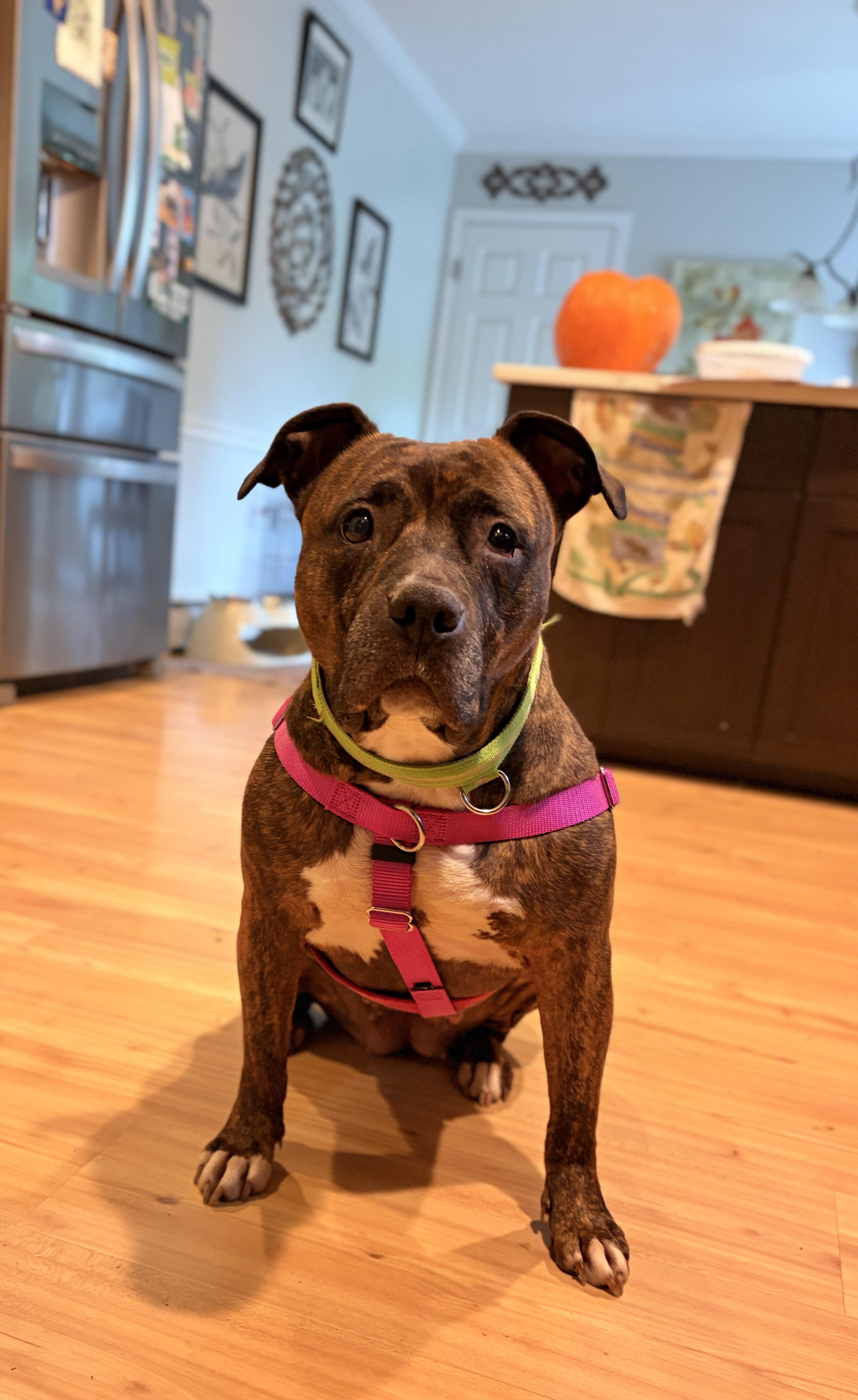 Sashay, a Adopted Pit Bull Terrier in Wheaton, IL image 3/6