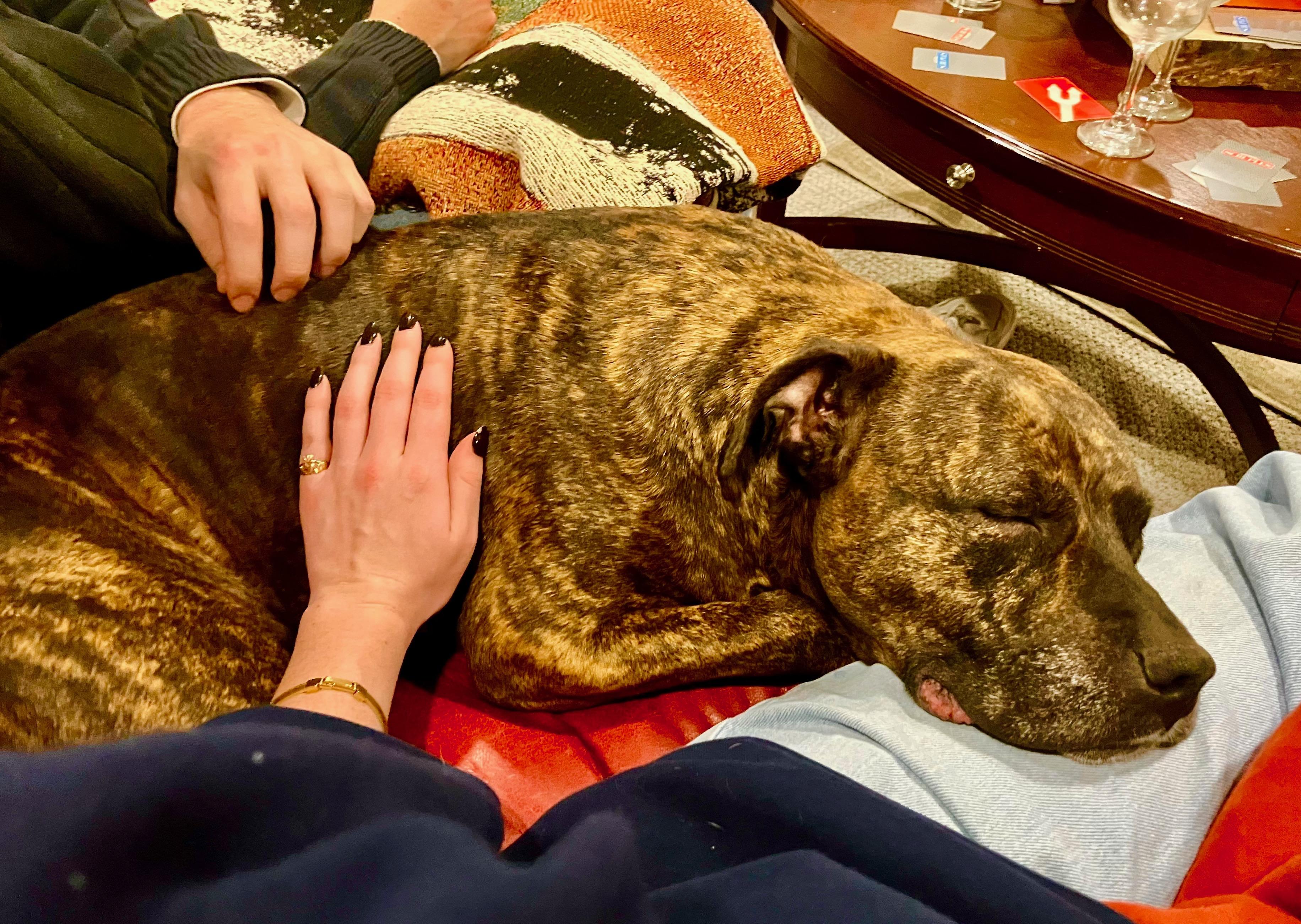 Sashay, a Adopted Pit Bull Terrier in Wheaton, IL image 5/6