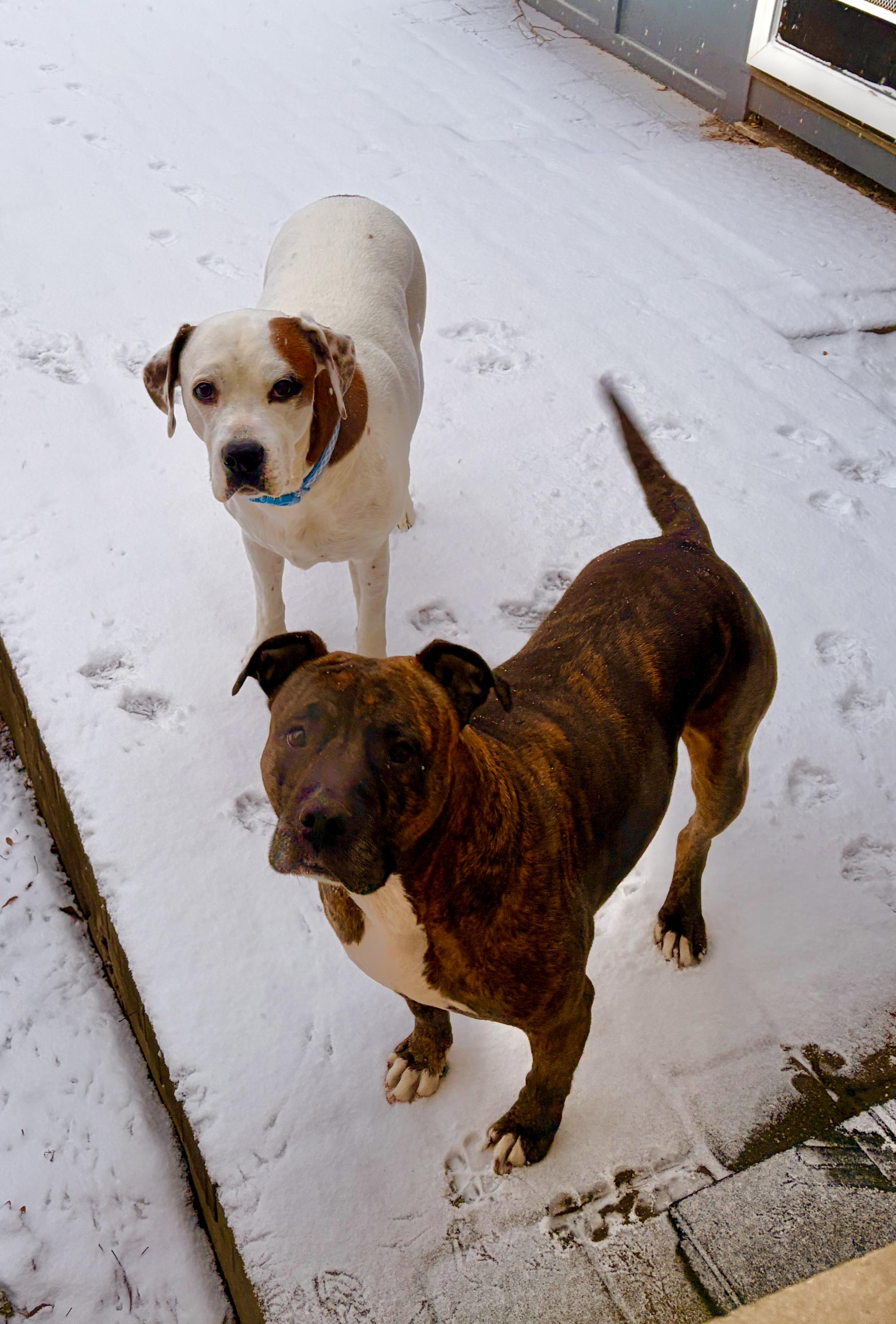Sashay, a Adopted Pit Bull Terrier in Wheaton, IL image 6/6