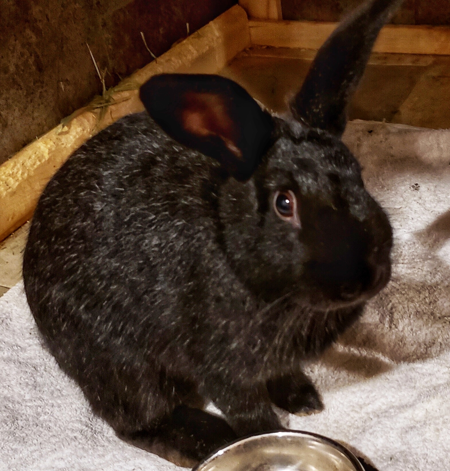 Flint (South Surrey), Adoptable, Young Male Bunny Rabbit & Silver Fox.
