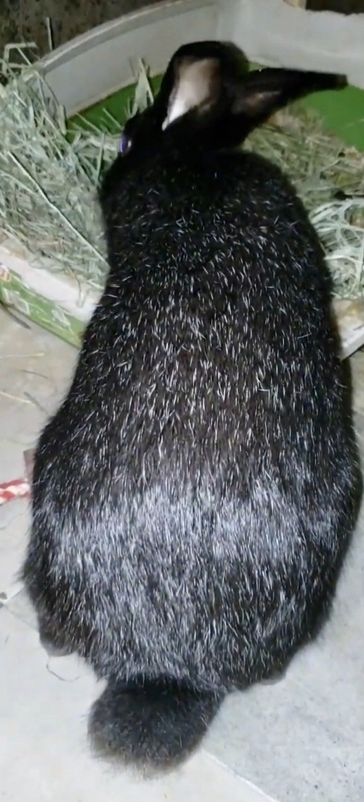 Enlarge Flint (South Surrey), a Adoptable mixed breed in Vancouver, BC image 2/4