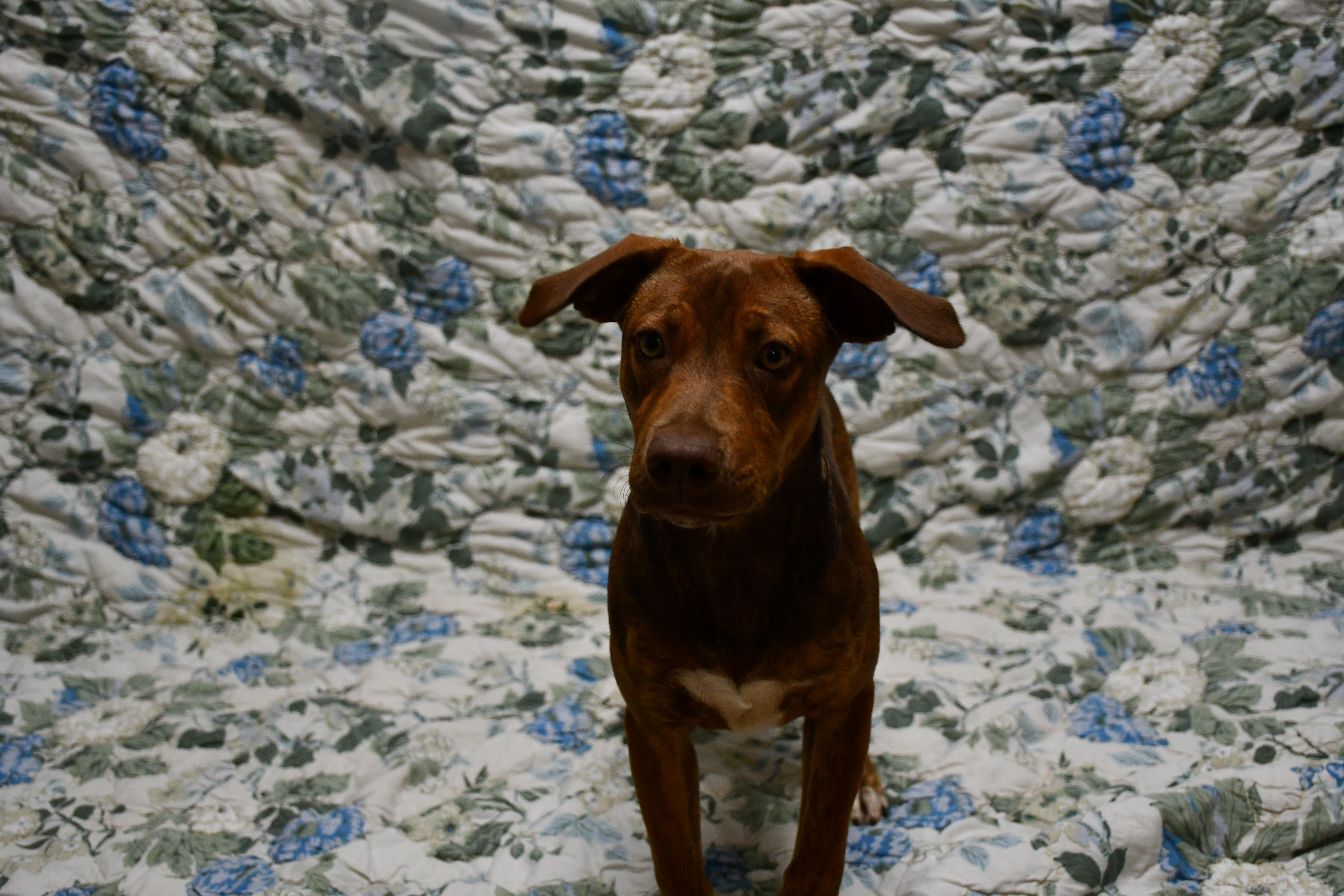 Cappuccino, a Adoptable Mixed Breed in Chickasha, OK image 2/4