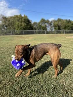 Cappuccino, a Adoptable Mixed Breed in Chickasha, OK image 4/4
