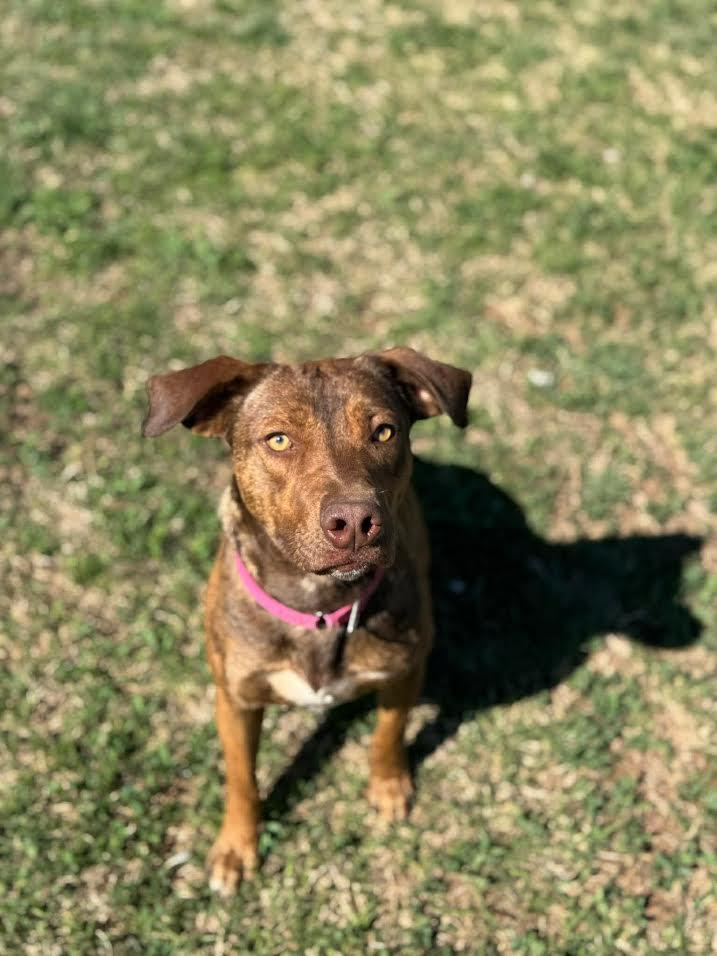 Enlarge Cappuccino, an adoptable Mixed Breed in Chickasha, OK image 6/6