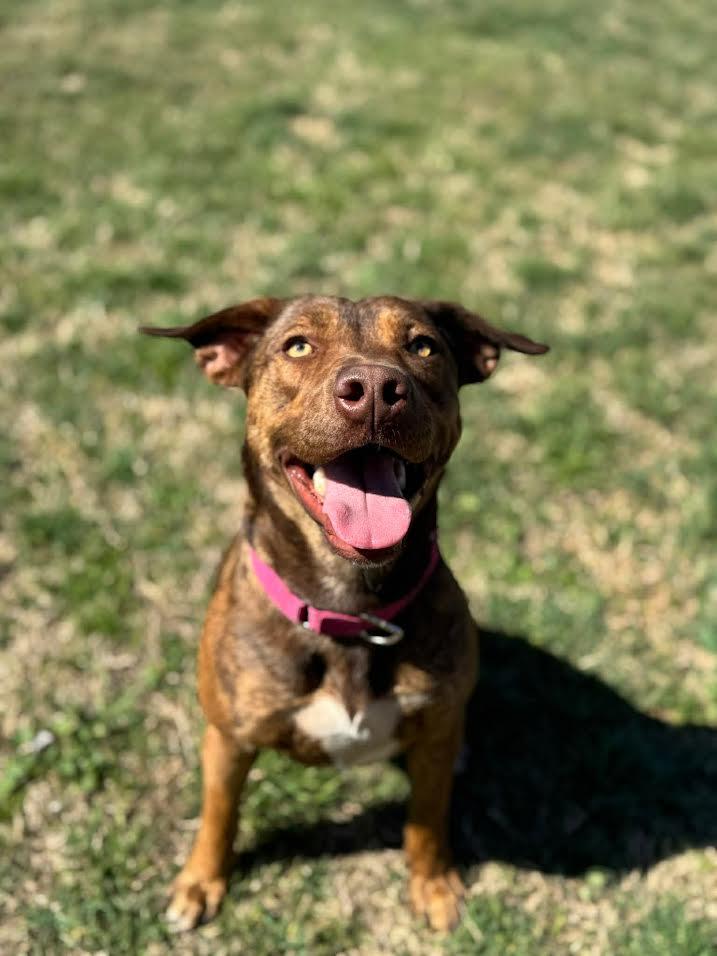 Cappuccino, adoptable, Young Female Mixed Breed.