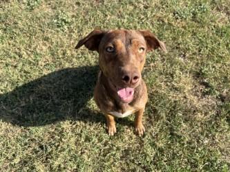 Cappuccino, Adoptable, Young Female Mixed Breed.
