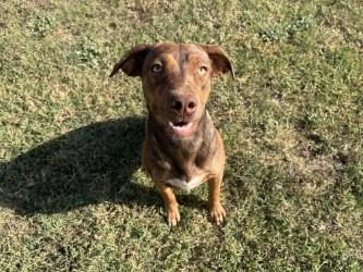 Cappuccino, a Adoptable Mixed Breed in Chickasha, OK image 3/4