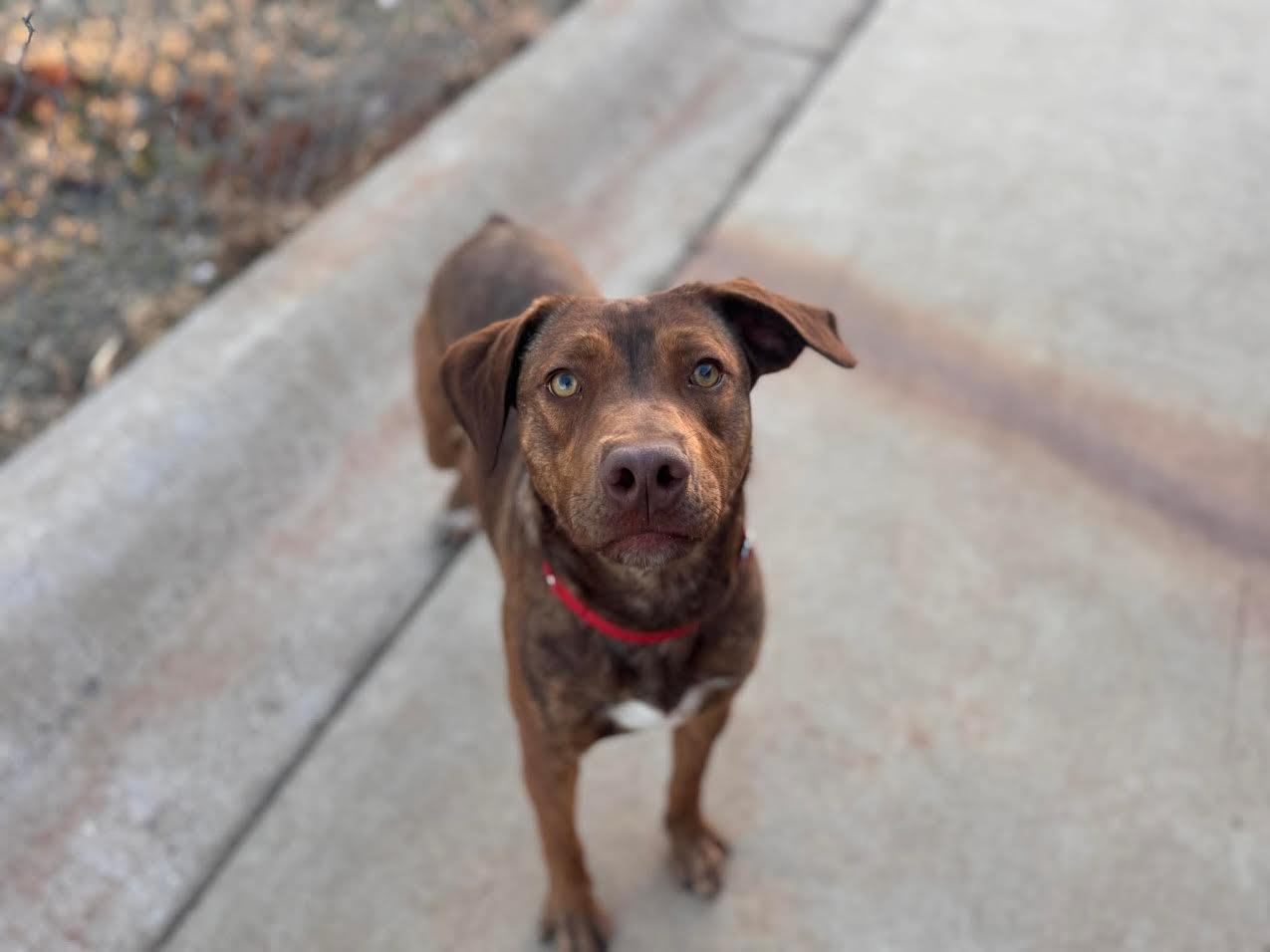 Cappuccino, an adoptable Mixed Breed in Chickasha, OK image 2/5