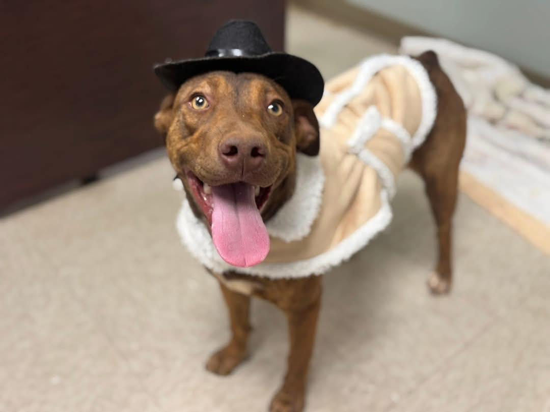 Enlarge Cappuccino, a Adoptable Mixed Breed in Chickasha, OK image 1/4