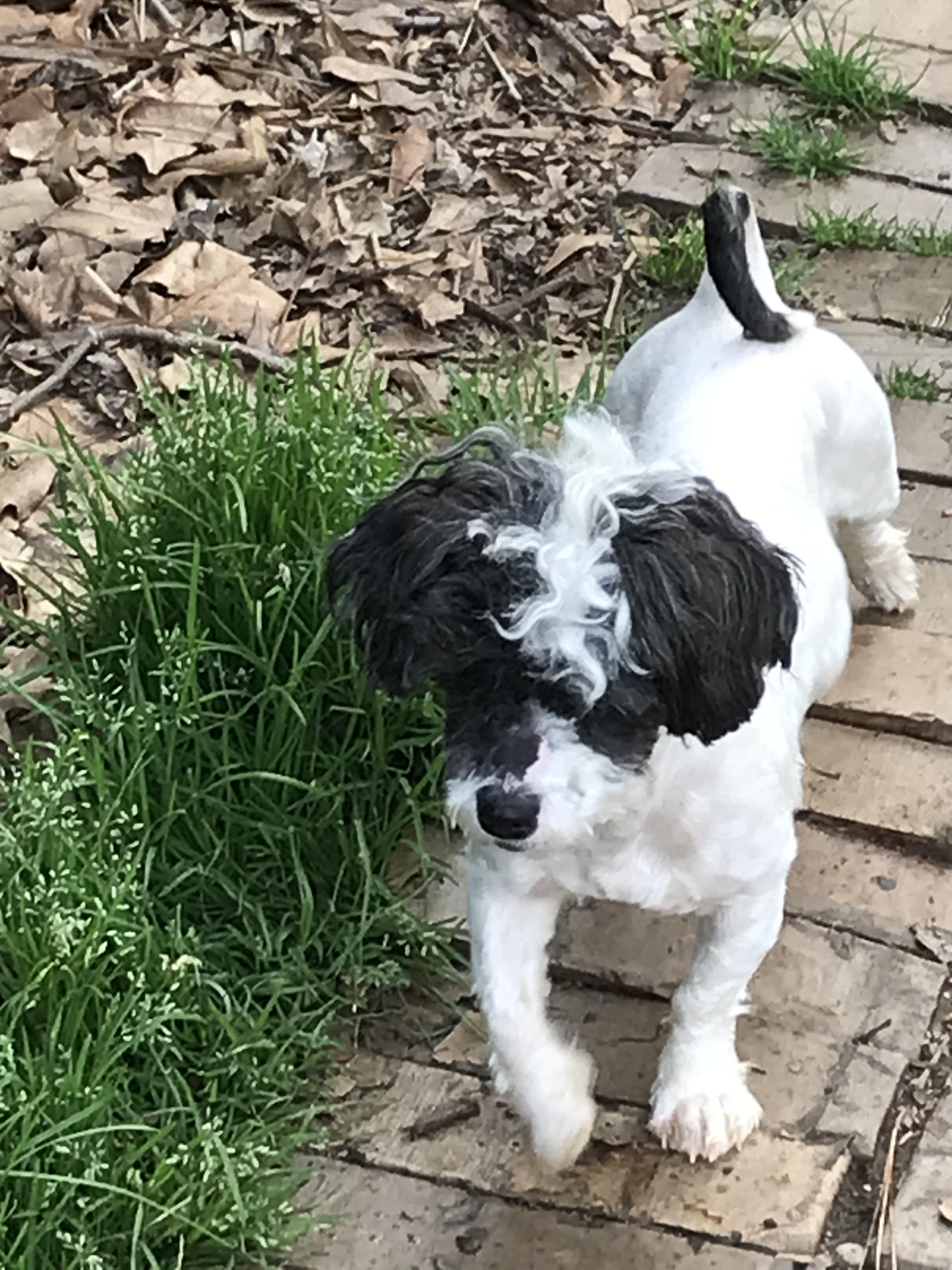 Enlarge Aila Marie, an adopted mixed breed in Memphis, TN image 3/3