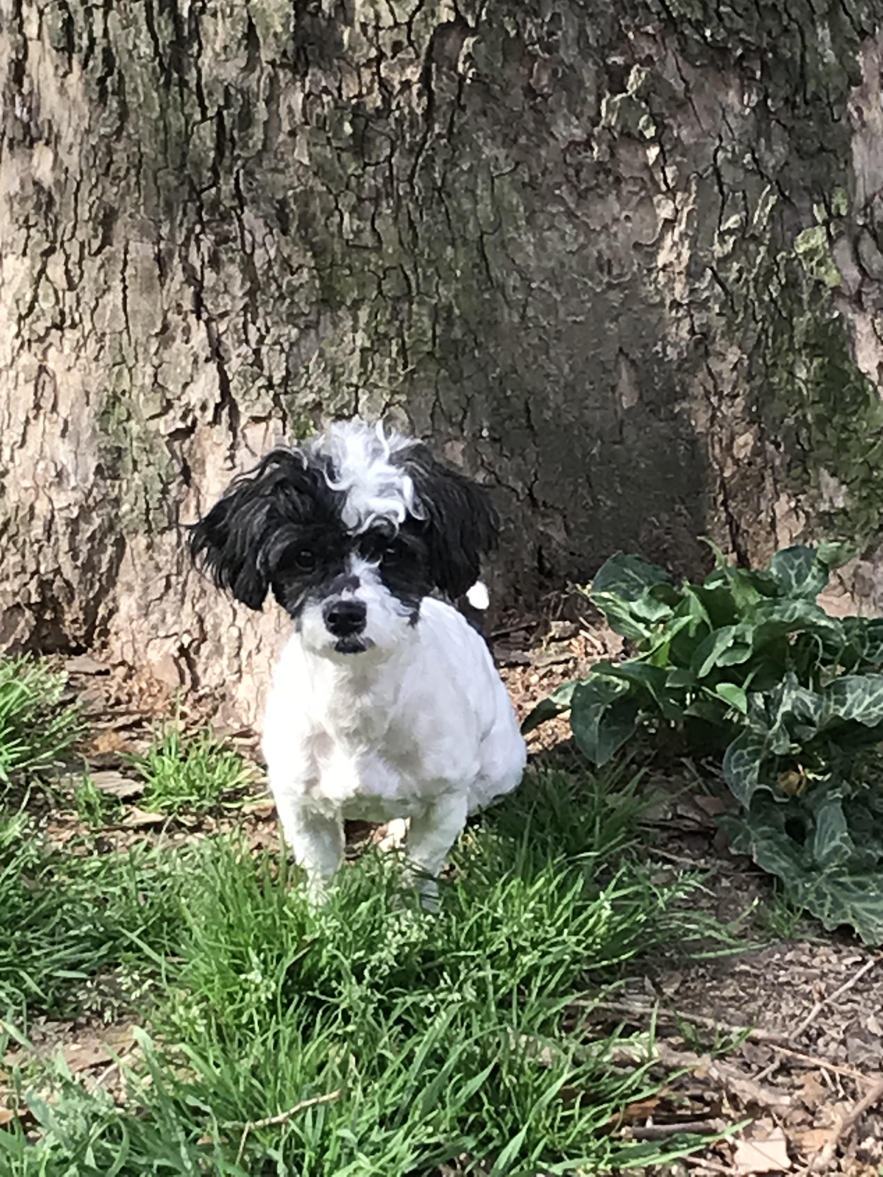 Enlarge Aila Marie, an adopted mixed breed in Memphis, TN image 2/3