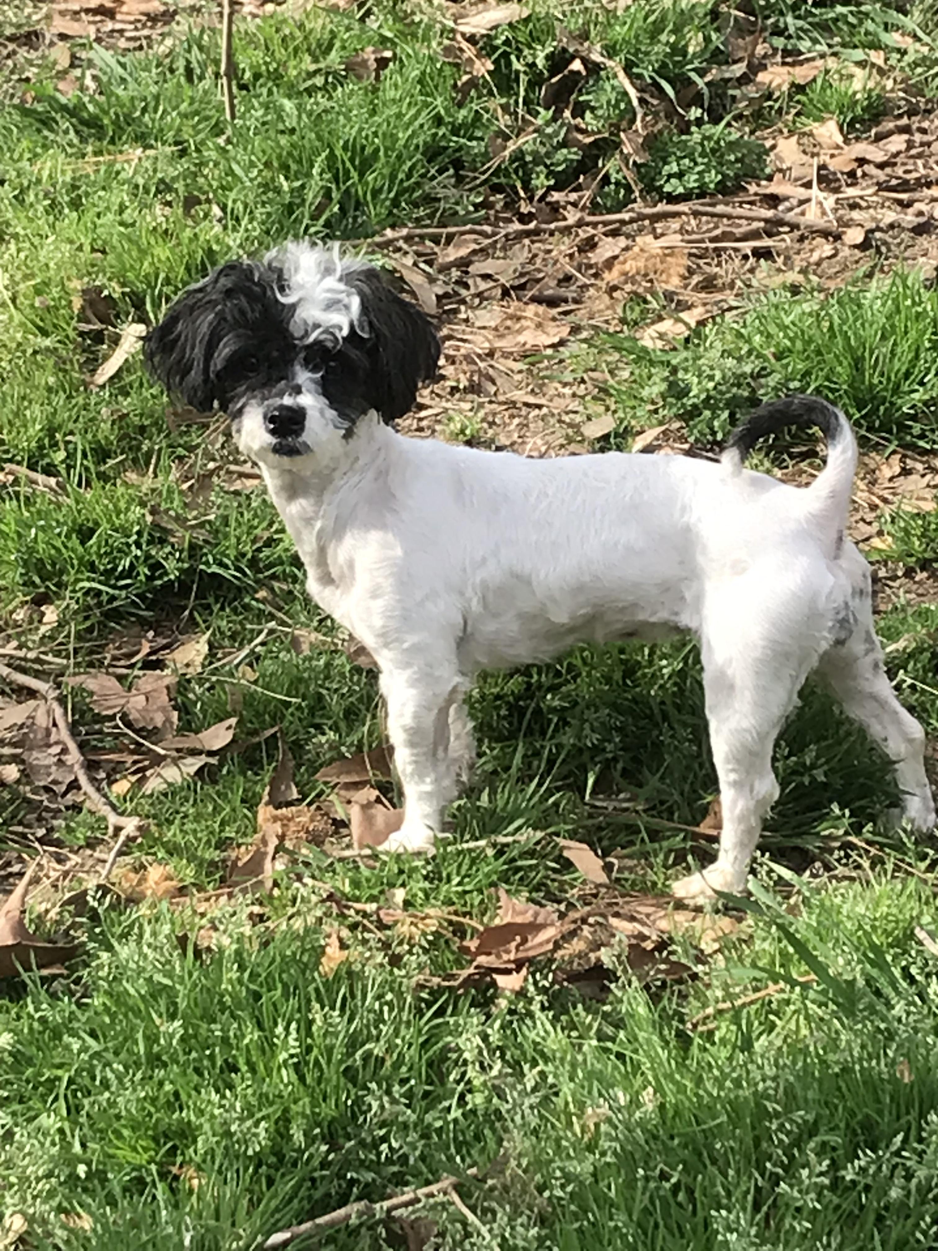 Aila Marie, adopted, Adult Female Shih Tzu & Poodle.