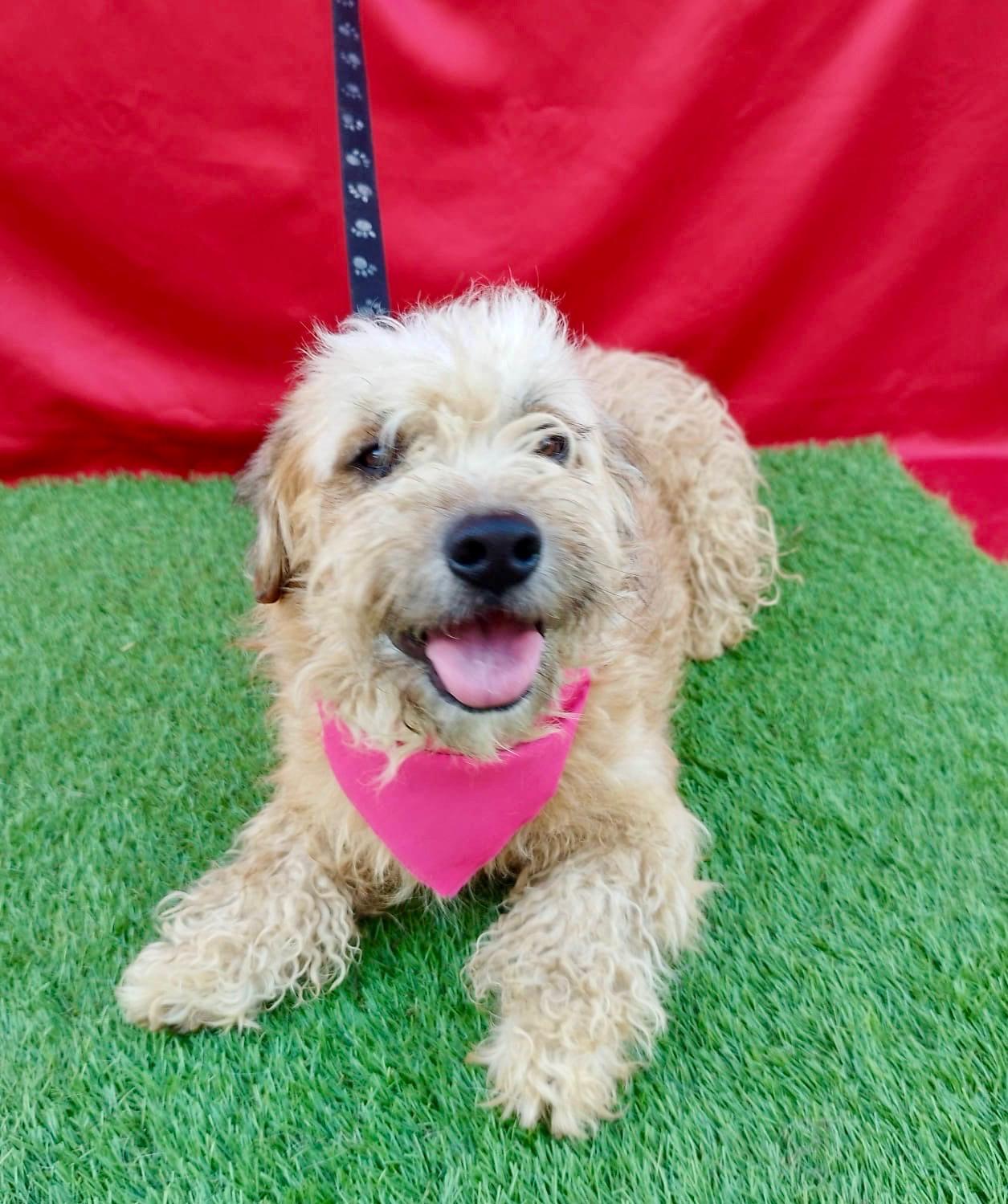 ROXY, adopted, Young Female Cockapoo.