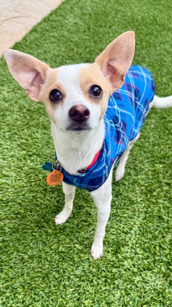 Enlarge Peanut, a Adopted Chihuahua in San Juan de Abajo, NAY image 1/4