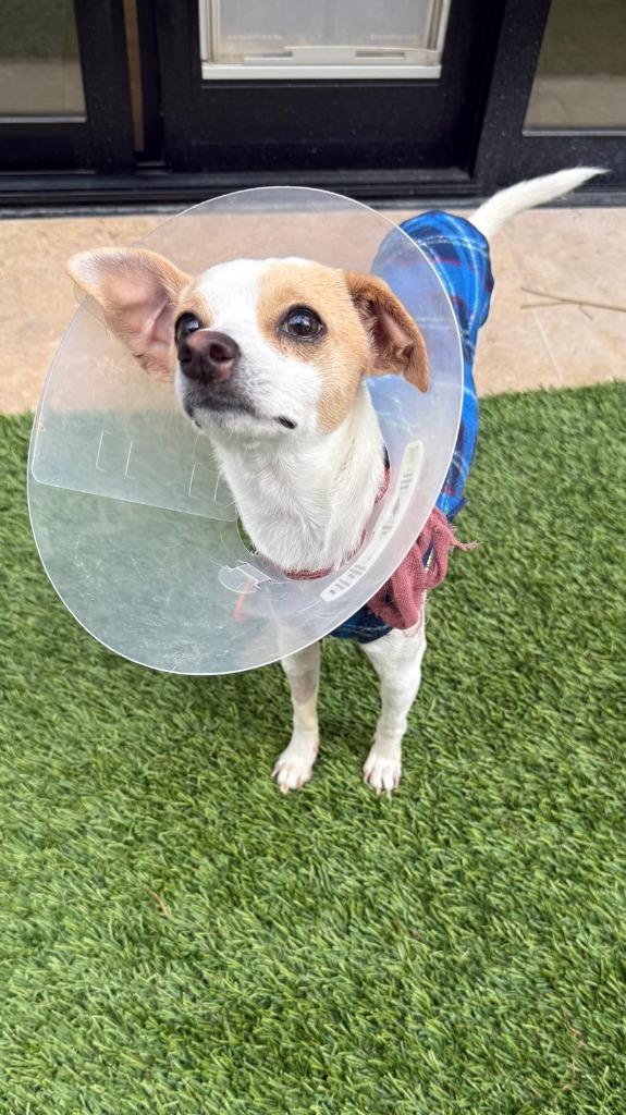Enlarge Peanut, a Adopted Chihuahua in San Juan de Abajo, NAY image 2/4