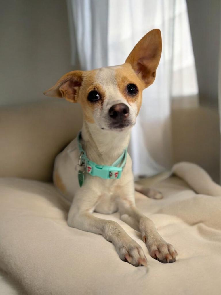 Enlarge Peanut, a Adopted Chihuahua in San Juan de Abajo, NAY image 3/4