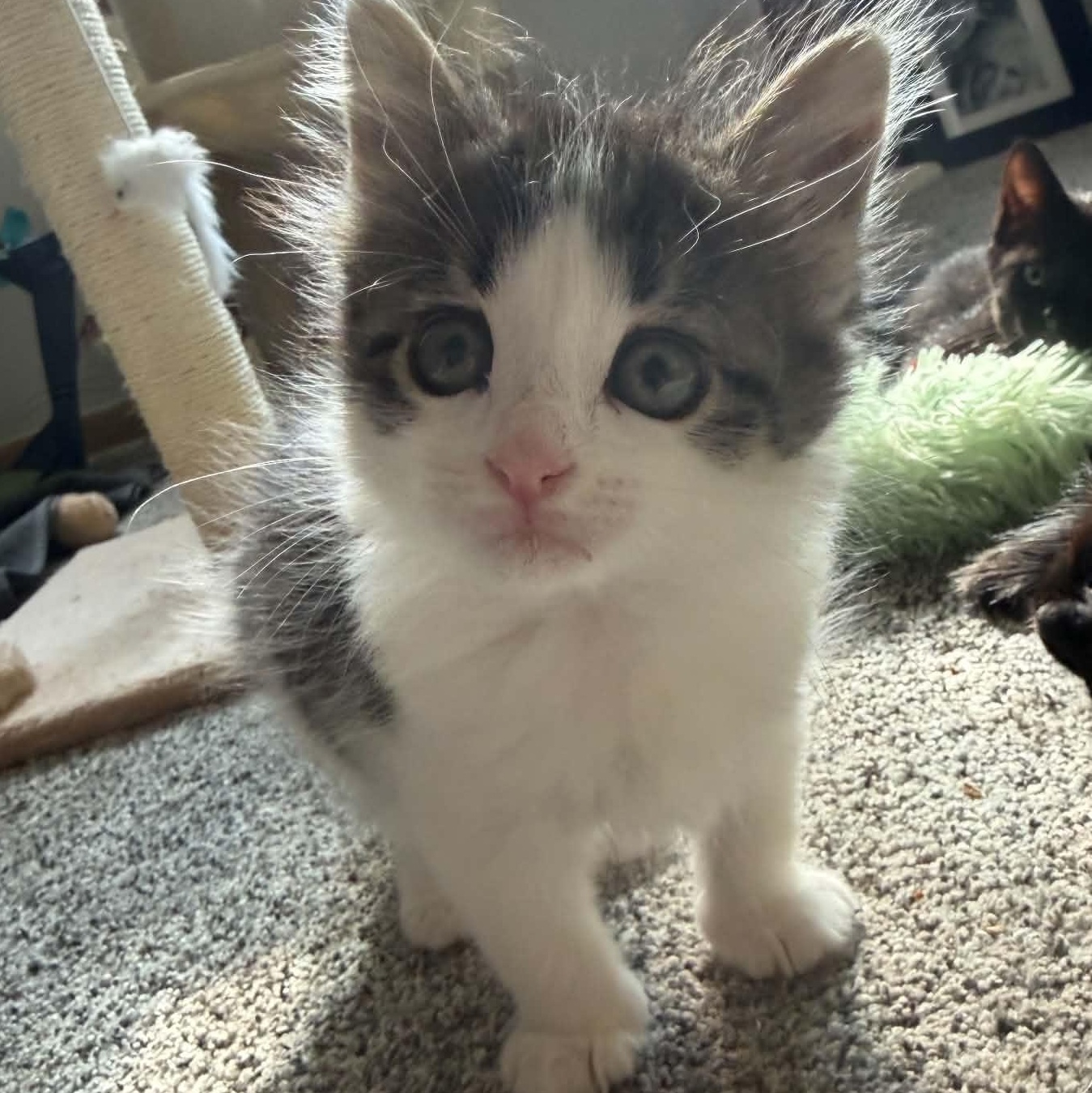 Blue Jay, ADOPTABLE, Kitten Male Domestic Short Hair.