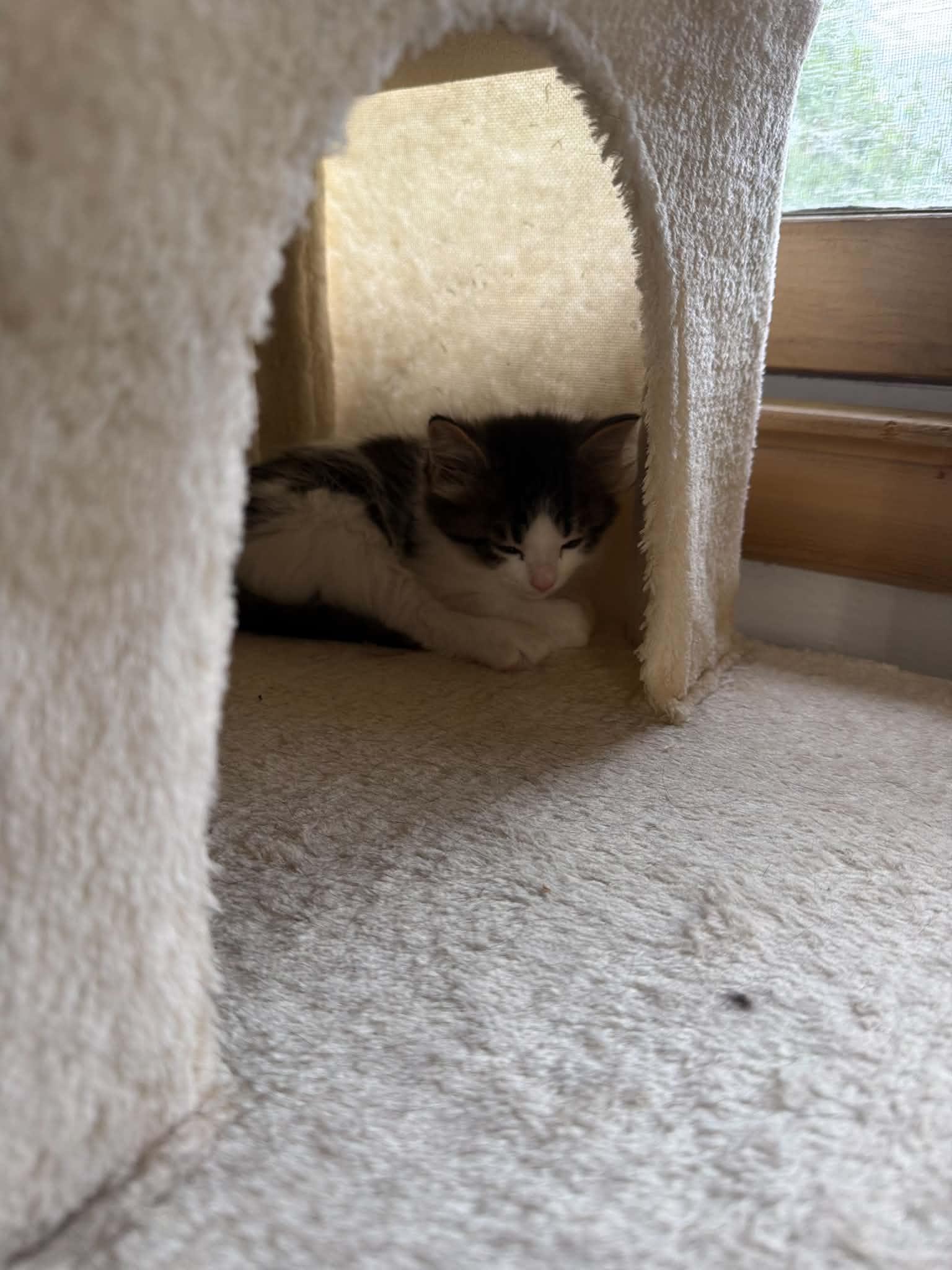 Enlarge Blue Jay, a ADOPTABLE Domestic Short Hair in Milwaukee, WI image 2/5