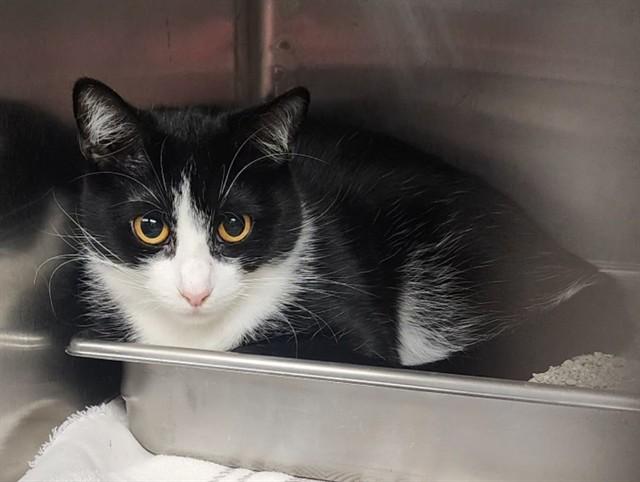 ETTA JAMES, Adoptable, Young Female Domestic Short Hair.