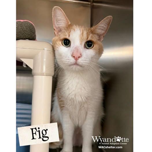 FIG, an adopted Domestic Short Hair in Wyandotte, MI image 1/6