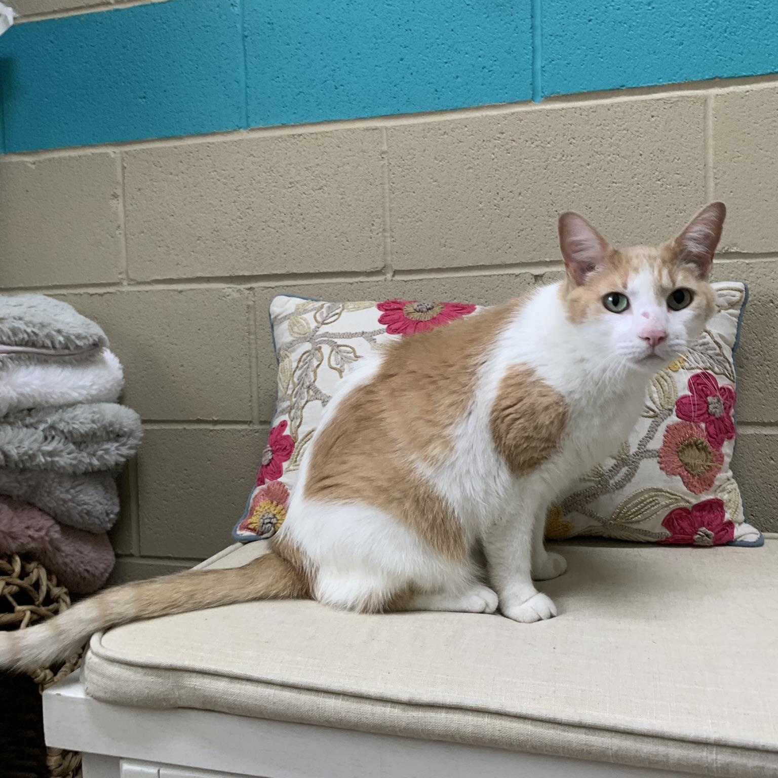 FIG, an adopted Domestic Short Hair in Wyandotte, MI image 3/6