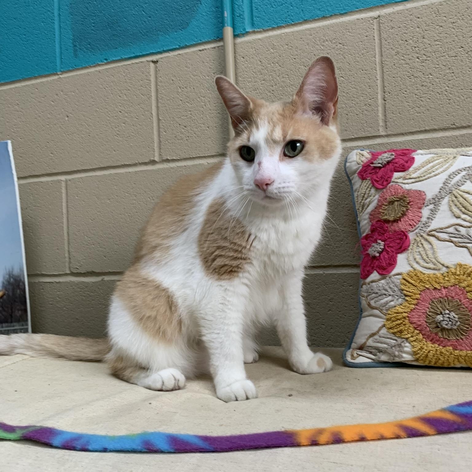 FIG, an adopted Domestic Short Hair in Wyandotte, MI image 6/6