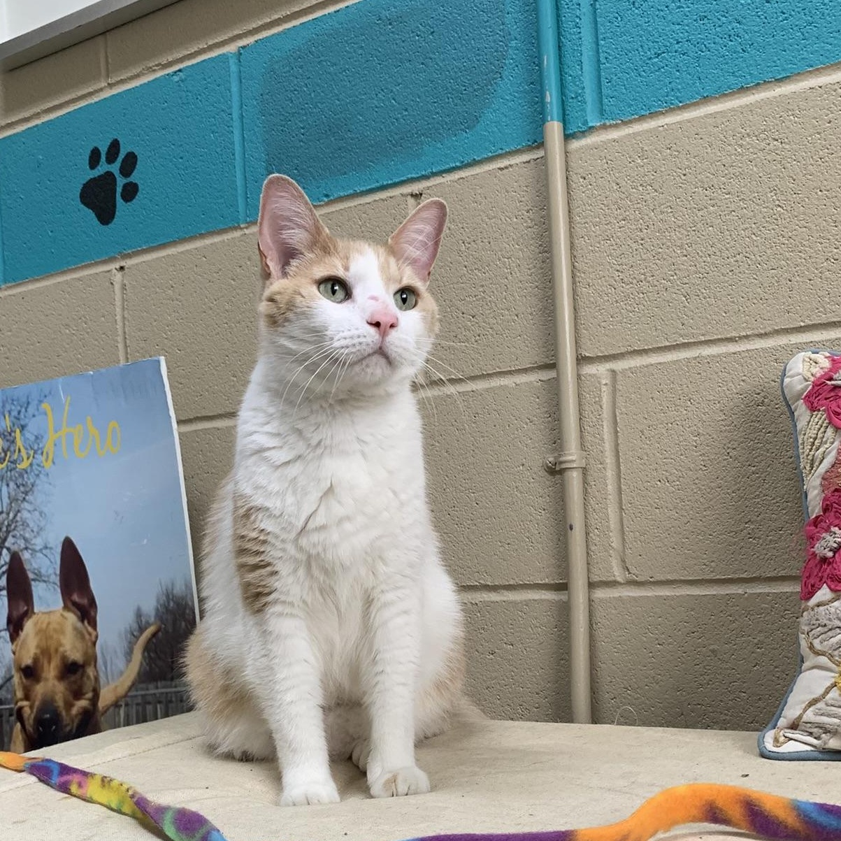 FIG, an adopted Domestic Short Hair in Wyandotte, MI image 5/6