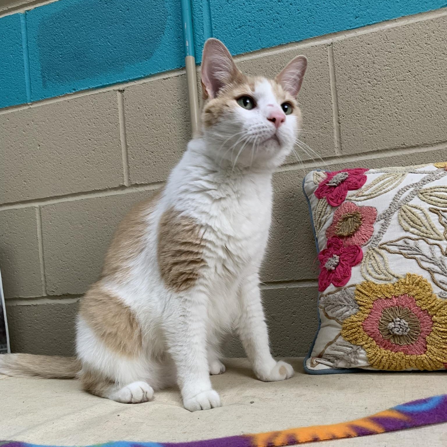 FIG, an adopted Domestic Short Hair in Wyandotte, MI image 2/6