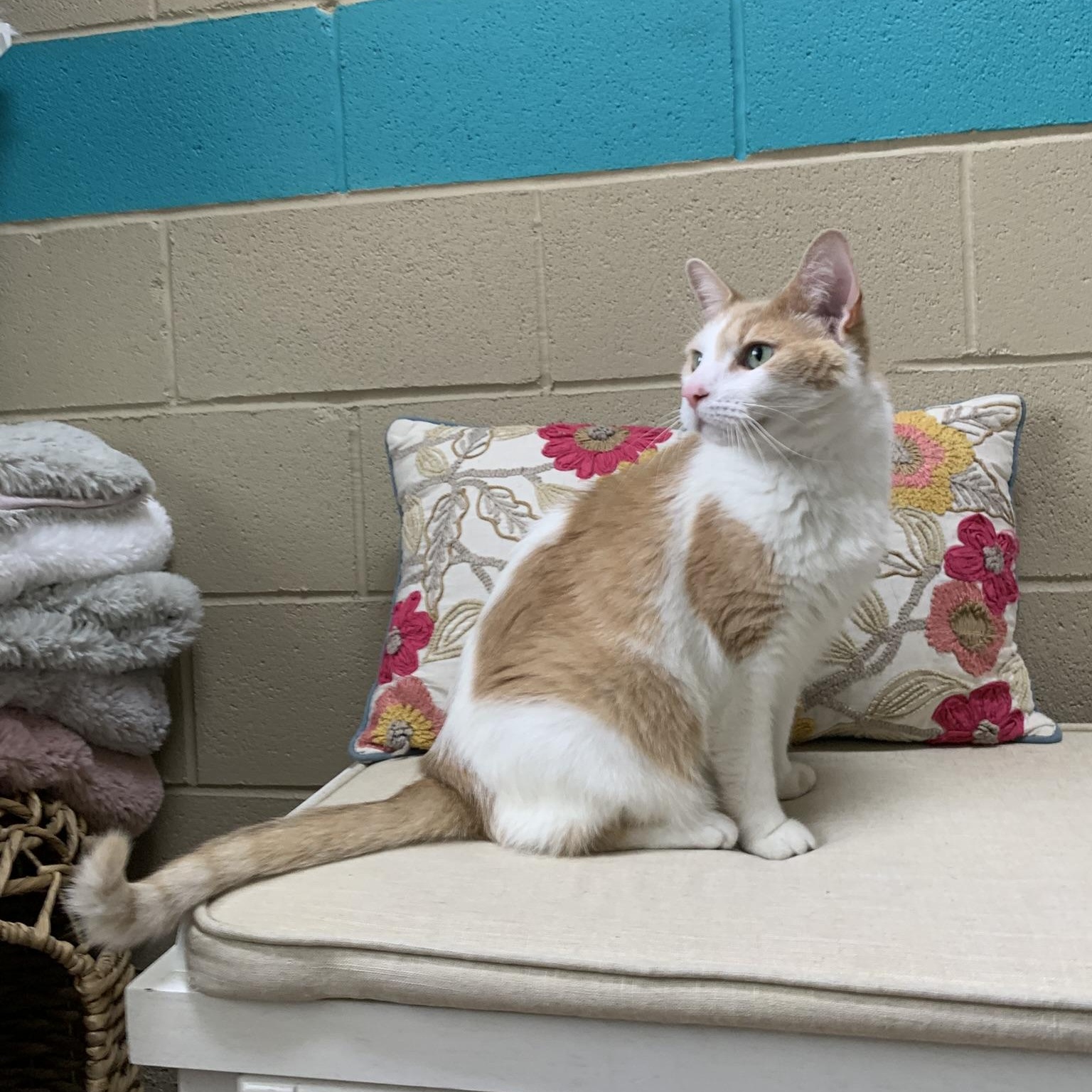 FIG, an adopted Domestic Short Hair in Wyandotte, MI image 4/6