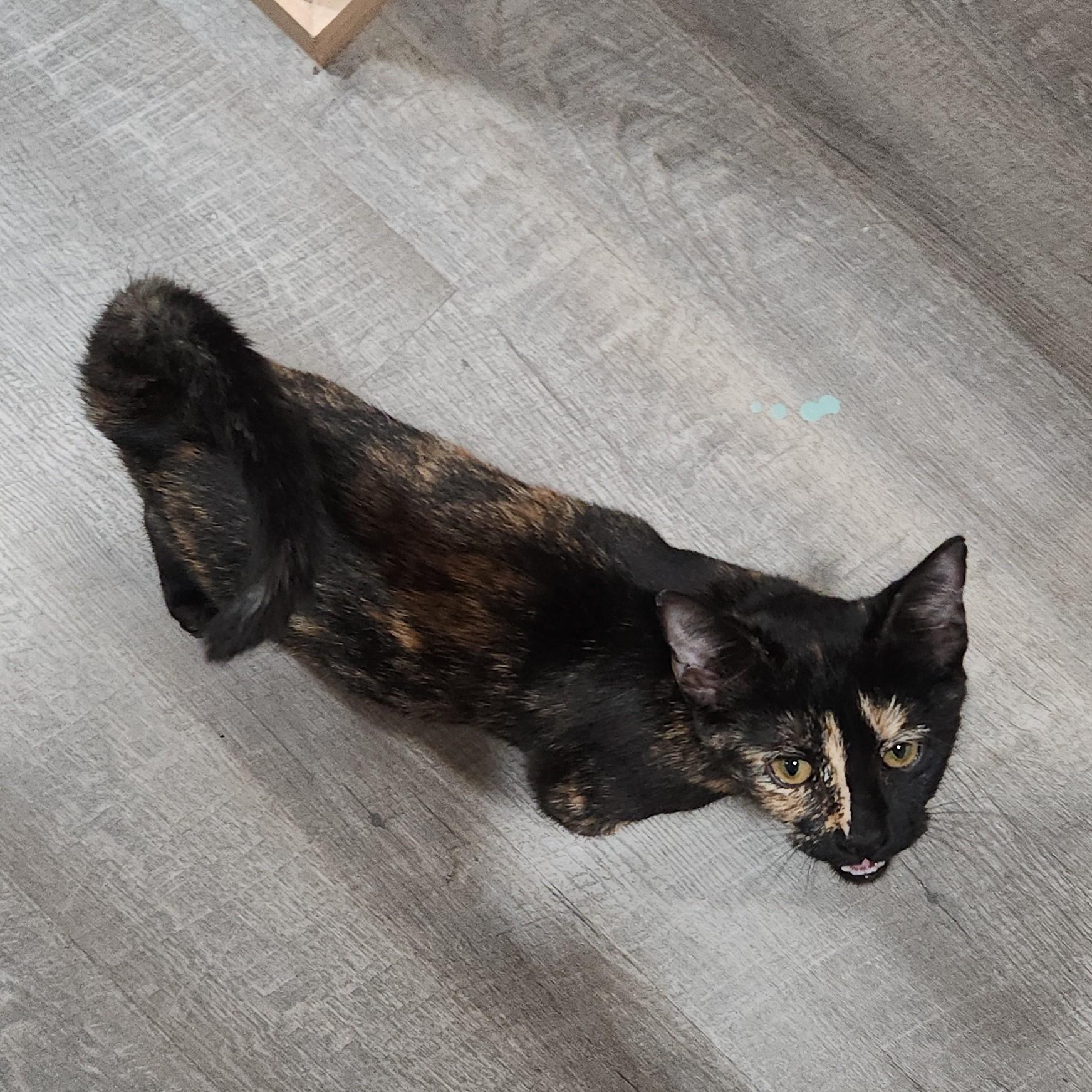 Enlarge ZuZu, a Adoptable Tortoiseshell in Allen, TX image 6/6