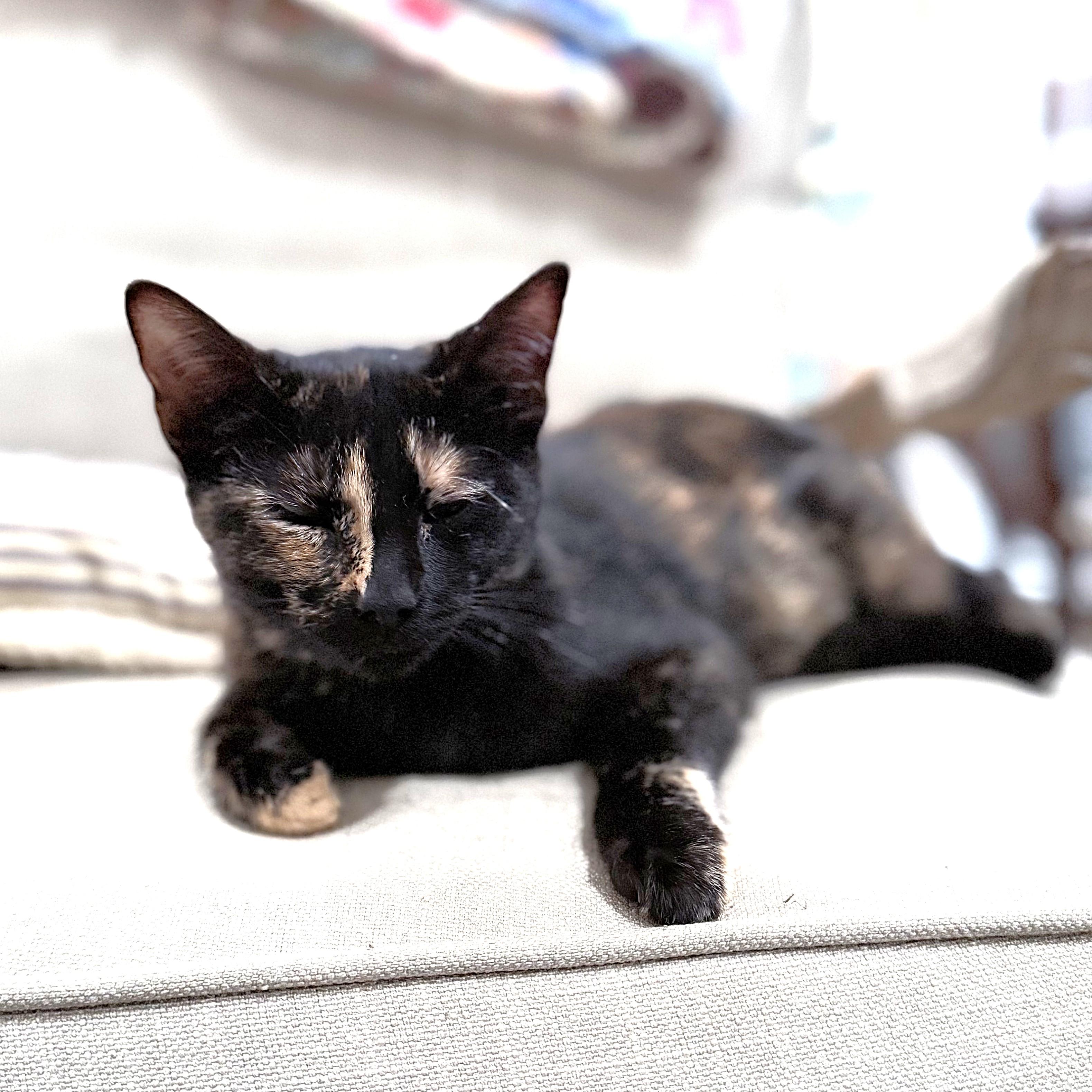 Enlarge ZuZu, a Adoptable Tortoiseshell in Allen, TX image 3/6