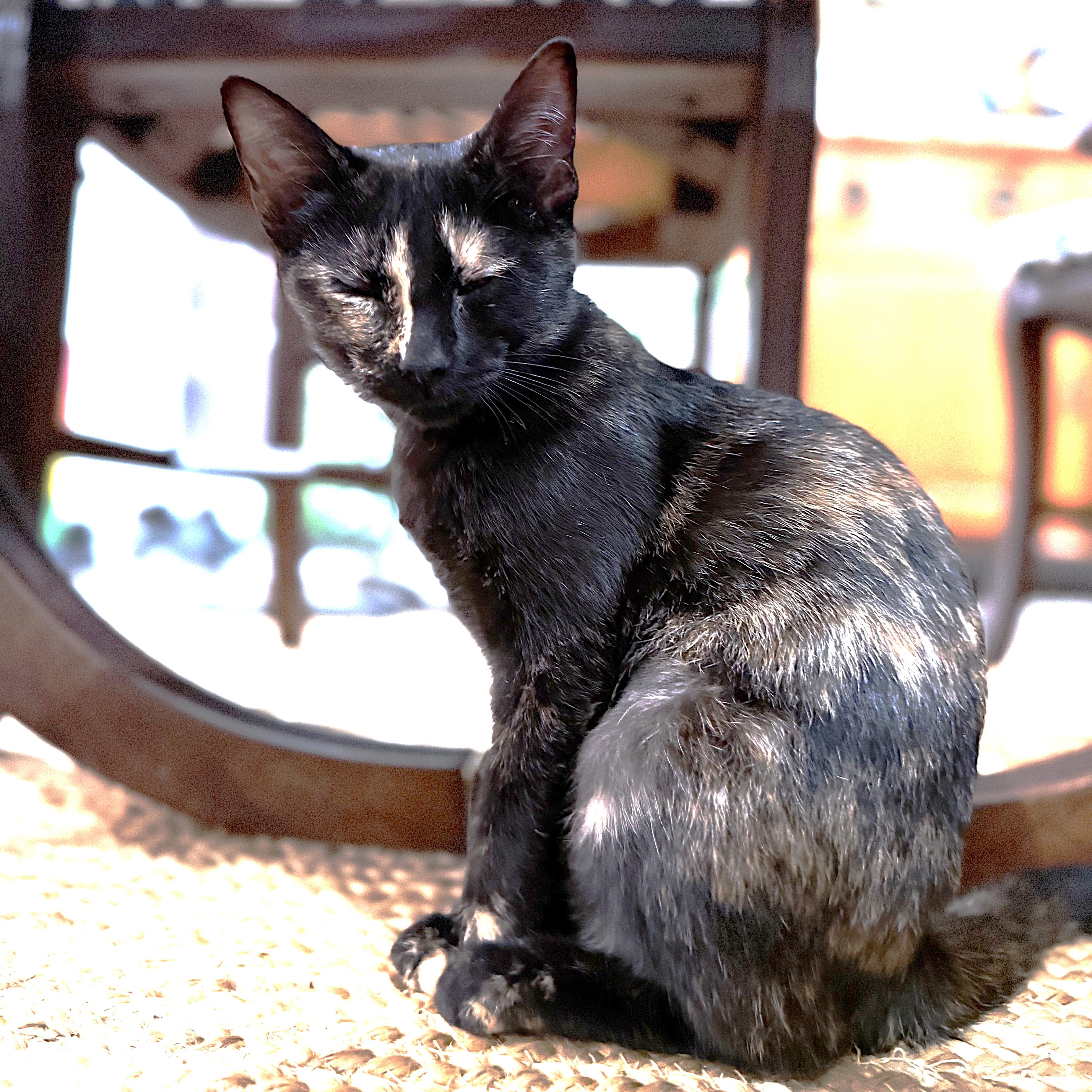 Enlarge ZuZu, a Adoptable Tortoiseshell in Allen, TX image 4/6