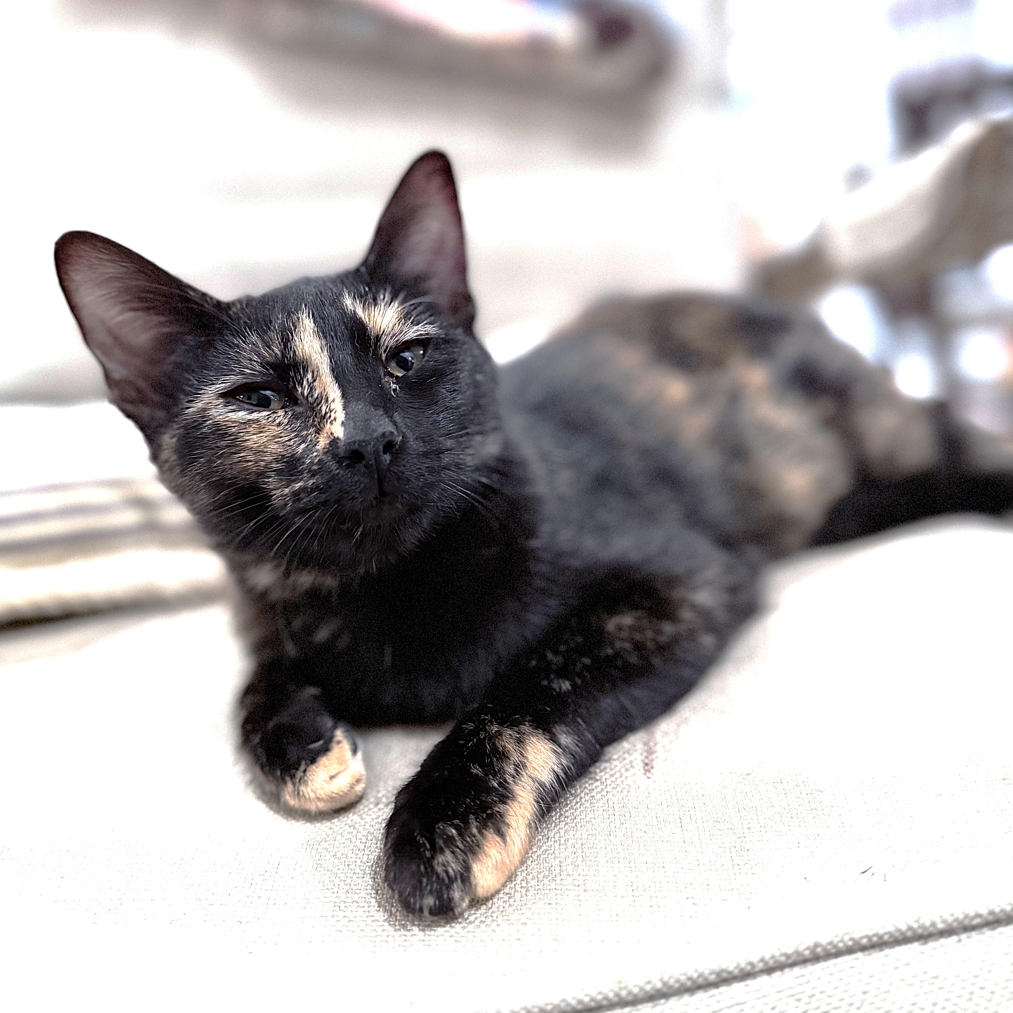 ZuZu, Adoptable, Young Female Tortoiseshell.