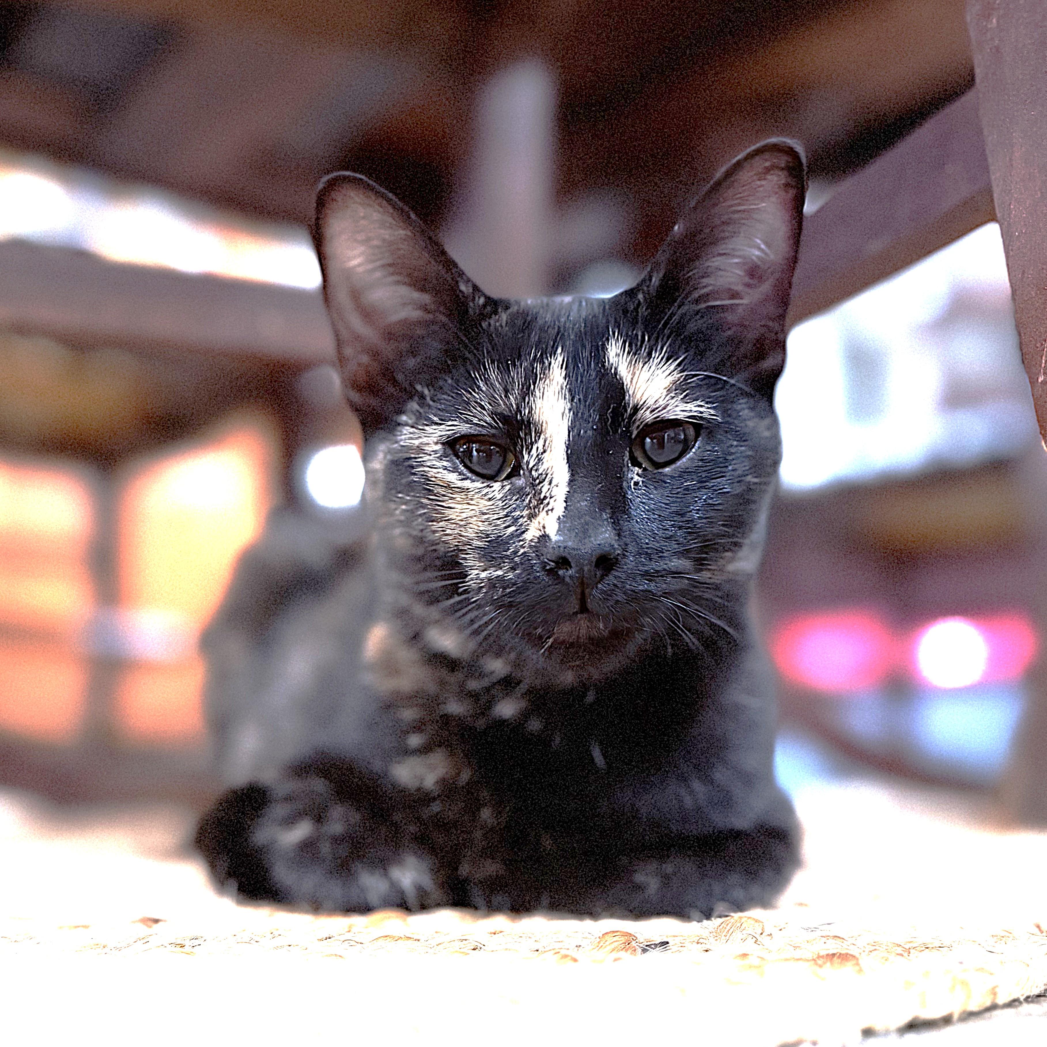 Enlarge ZuZu, a Adoptable Tortoiseshell in Allen, TX image 5/6