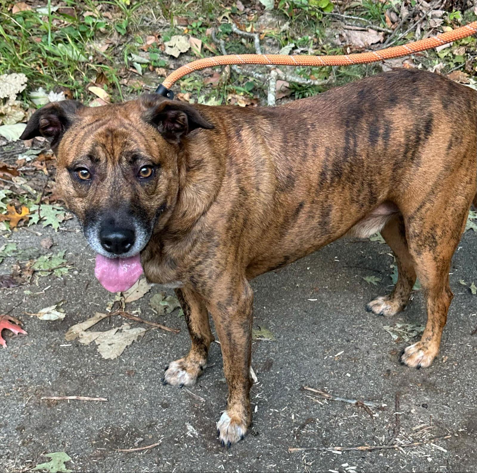 Enlarge oskar desperate!  2 yr in shelter!, a Adoptable Mountain Cur in Frenchburg, KY image 1/3