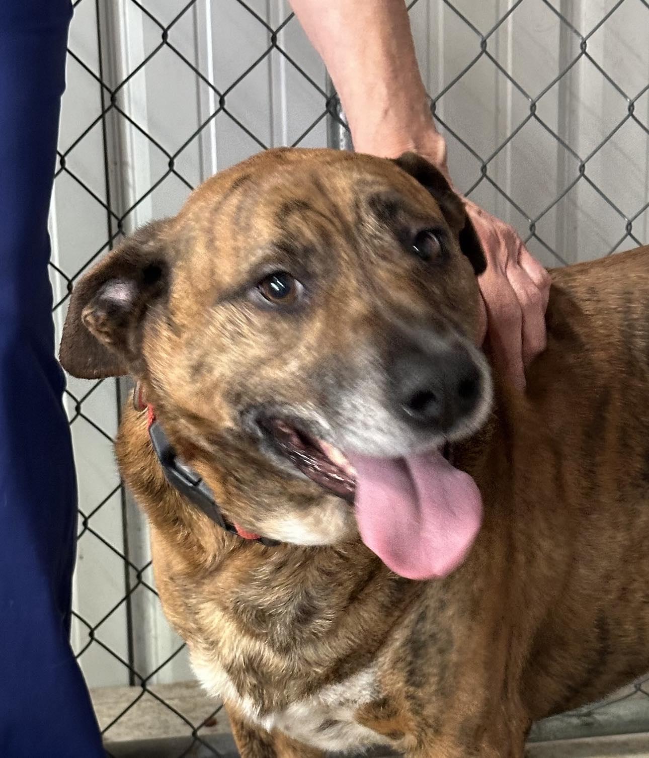 Enlarge oskar desperate!  2 yr in shelter!, a Adoptable Mountain Cur in Frenchburg, KY image 2/3