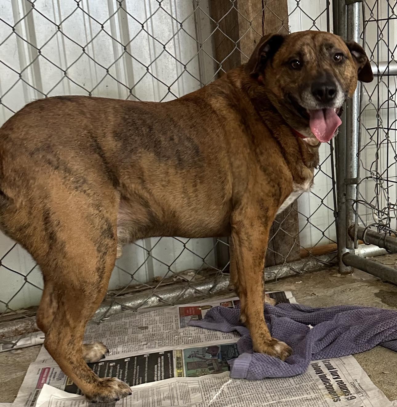 Enlarge oskar desperate!  2 yr in shelter!, a Adoptable Mountain Cur in Frenchburg, KY image 3/3