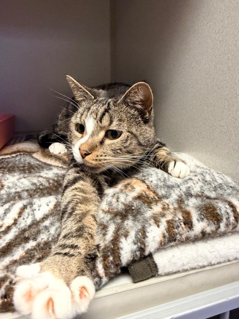 Olivia, Adoptable, Adult Female Domestic Short Hair.