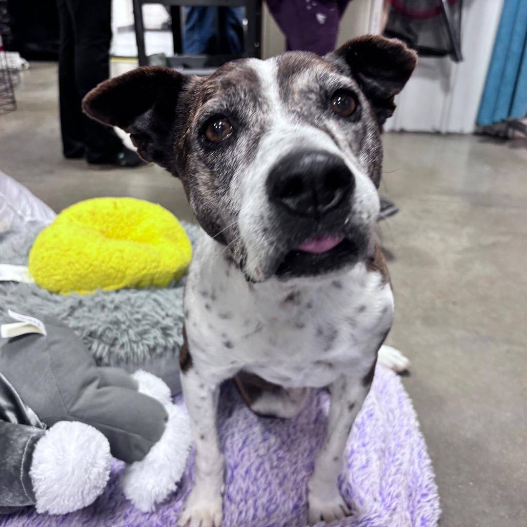 Enlarge Dolly (Betty White), a Adoptable Mixed Breed in Bismarck, ND image 2/6