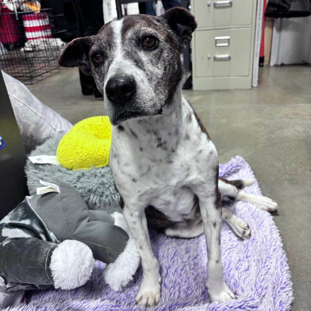 Enlarge Dolly (Betty White), a Adoptable Mixed Breed in Bismarck, ND image 4/6