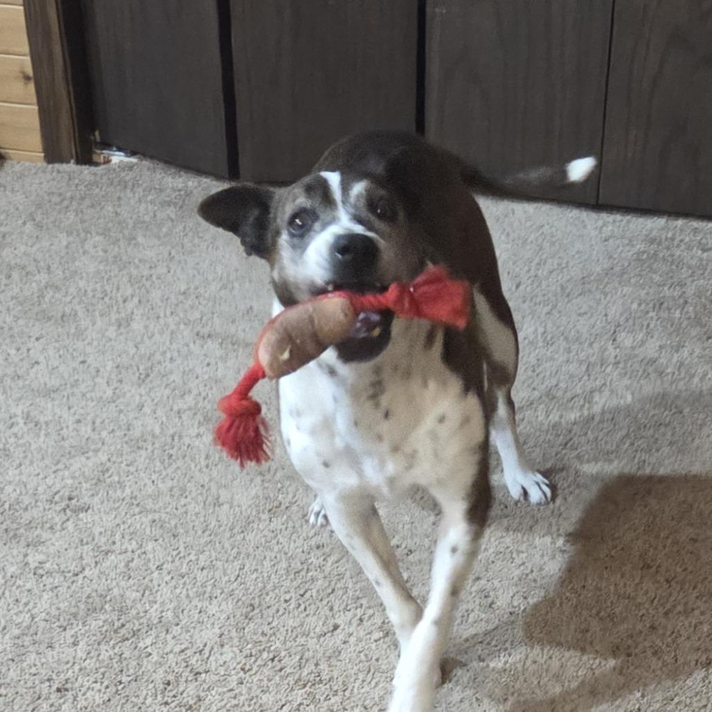 Enlarge Dolly (Betty White), a Adoptable Mixed Breed in Bismarck, ND image 5/6